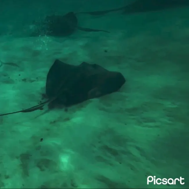 The most recent Short-tail stingray catches on Fishbrain