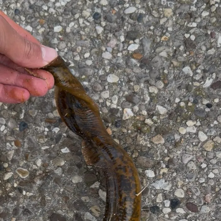 The most recent Sea lamprey catches on Fishbrain