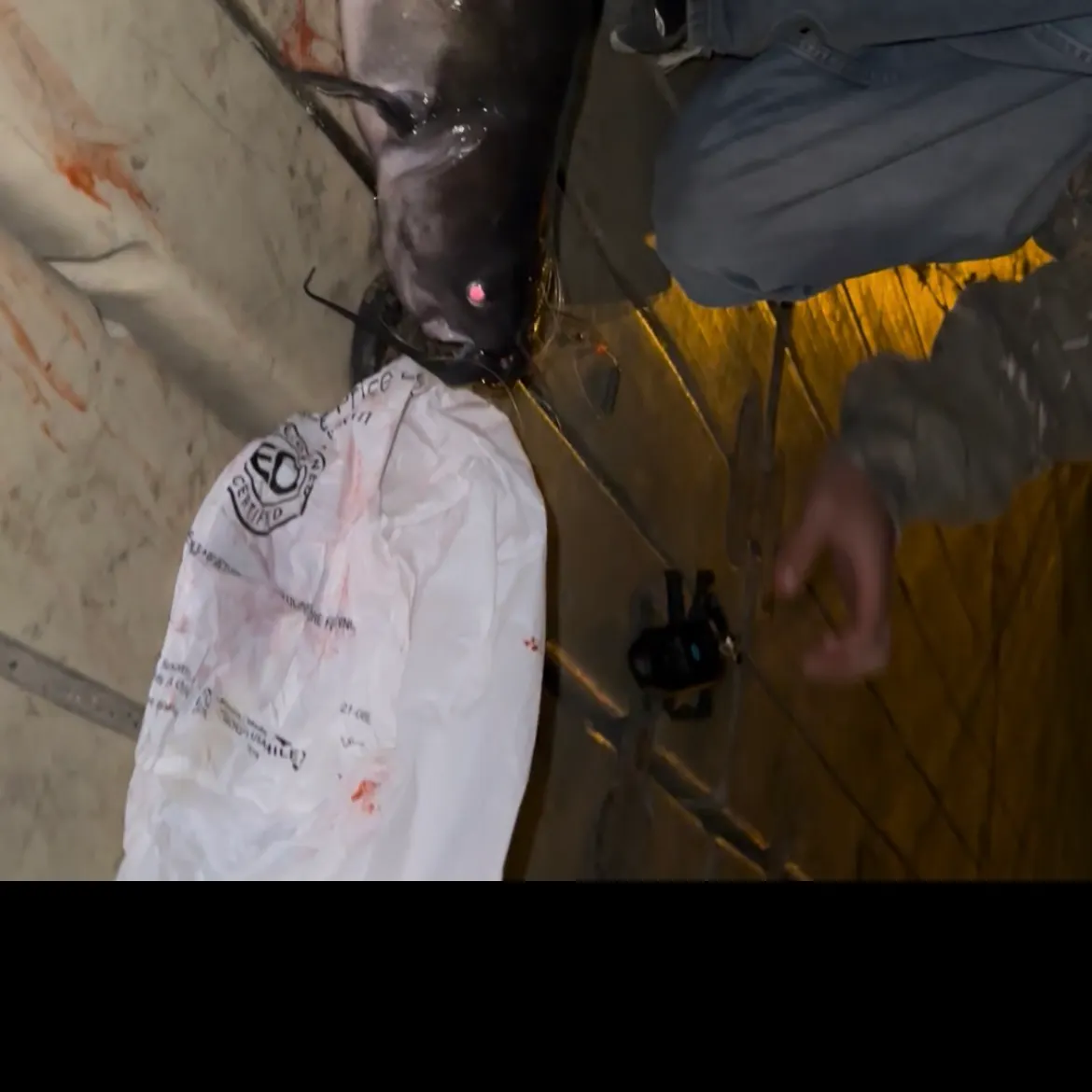 Channel catfish caught on Fishbrain
