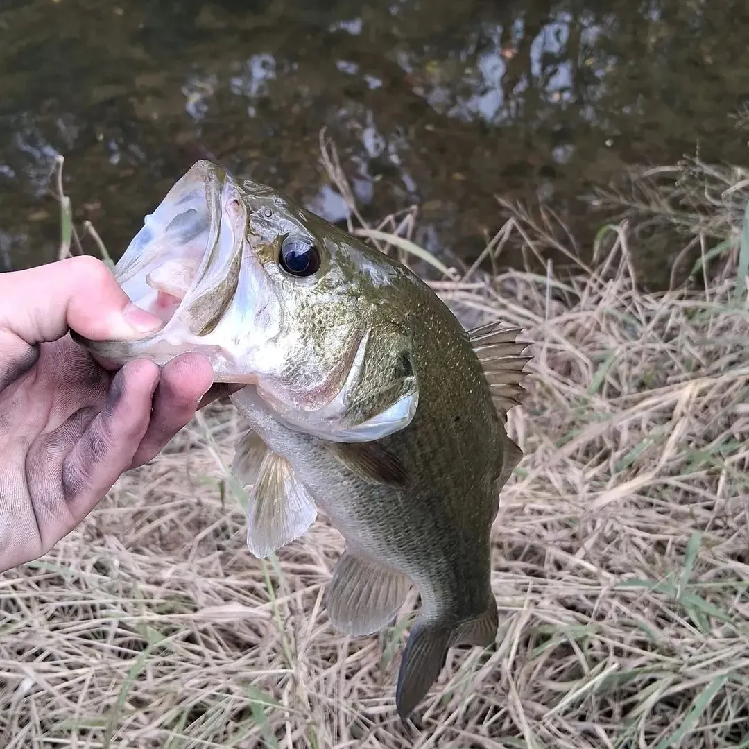 The most recent Largemouth bass catches on Fishbrain