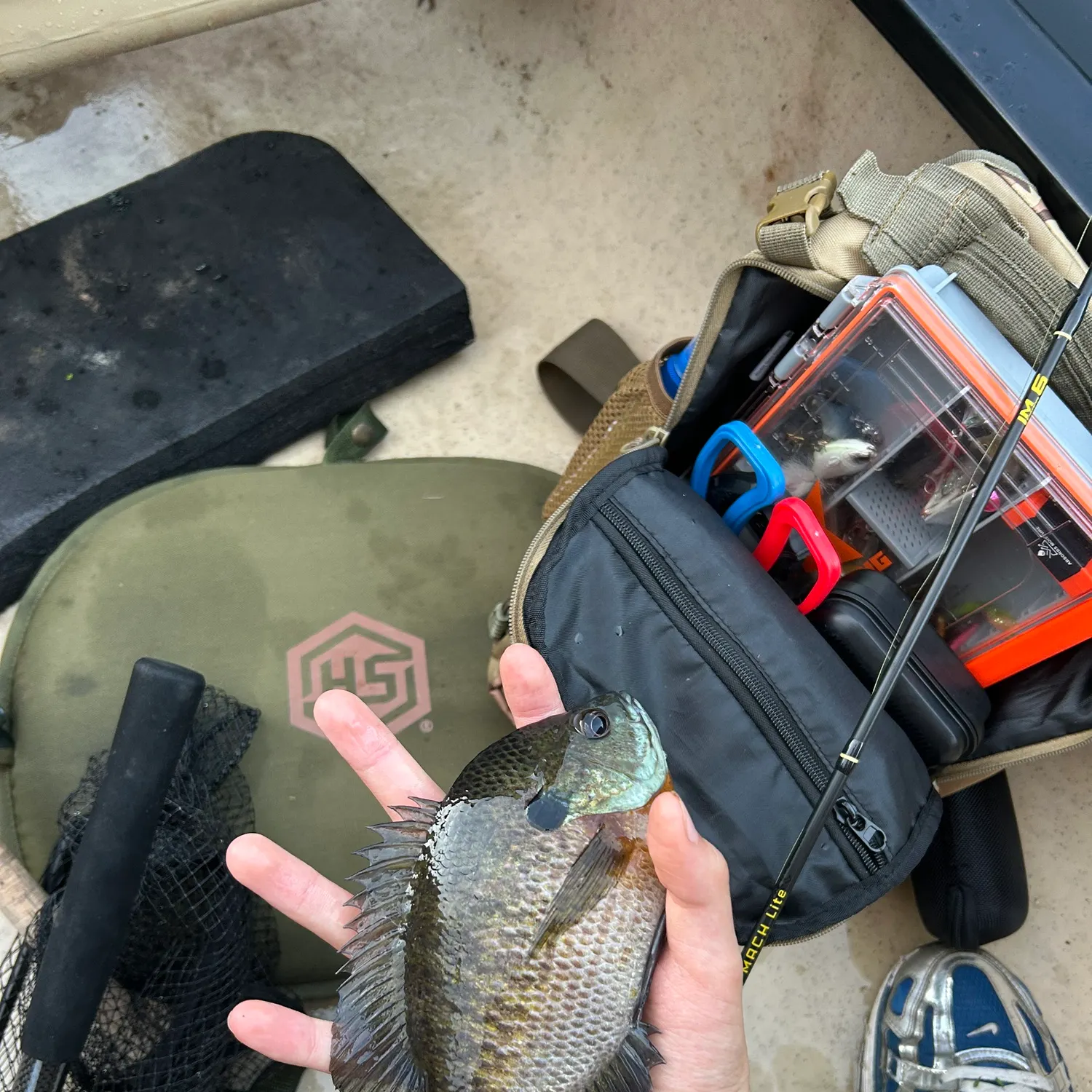 Bluegill caught on Fishbrain