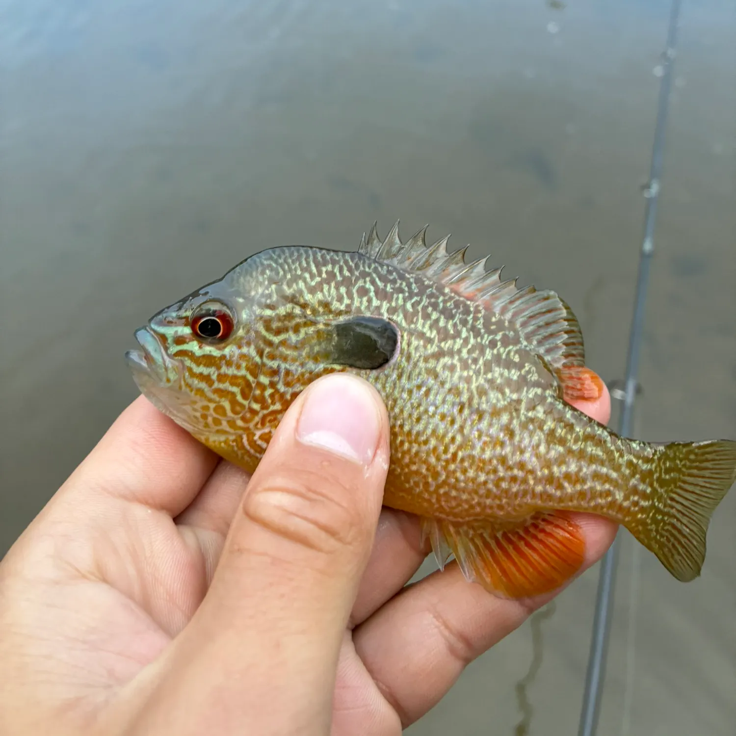 Longear sunfish caught on Fishbrain