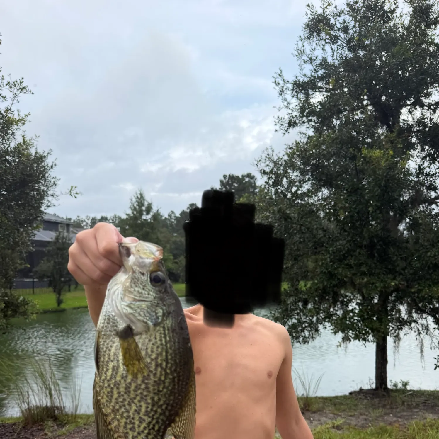 Black crappie caught on Fishbrain