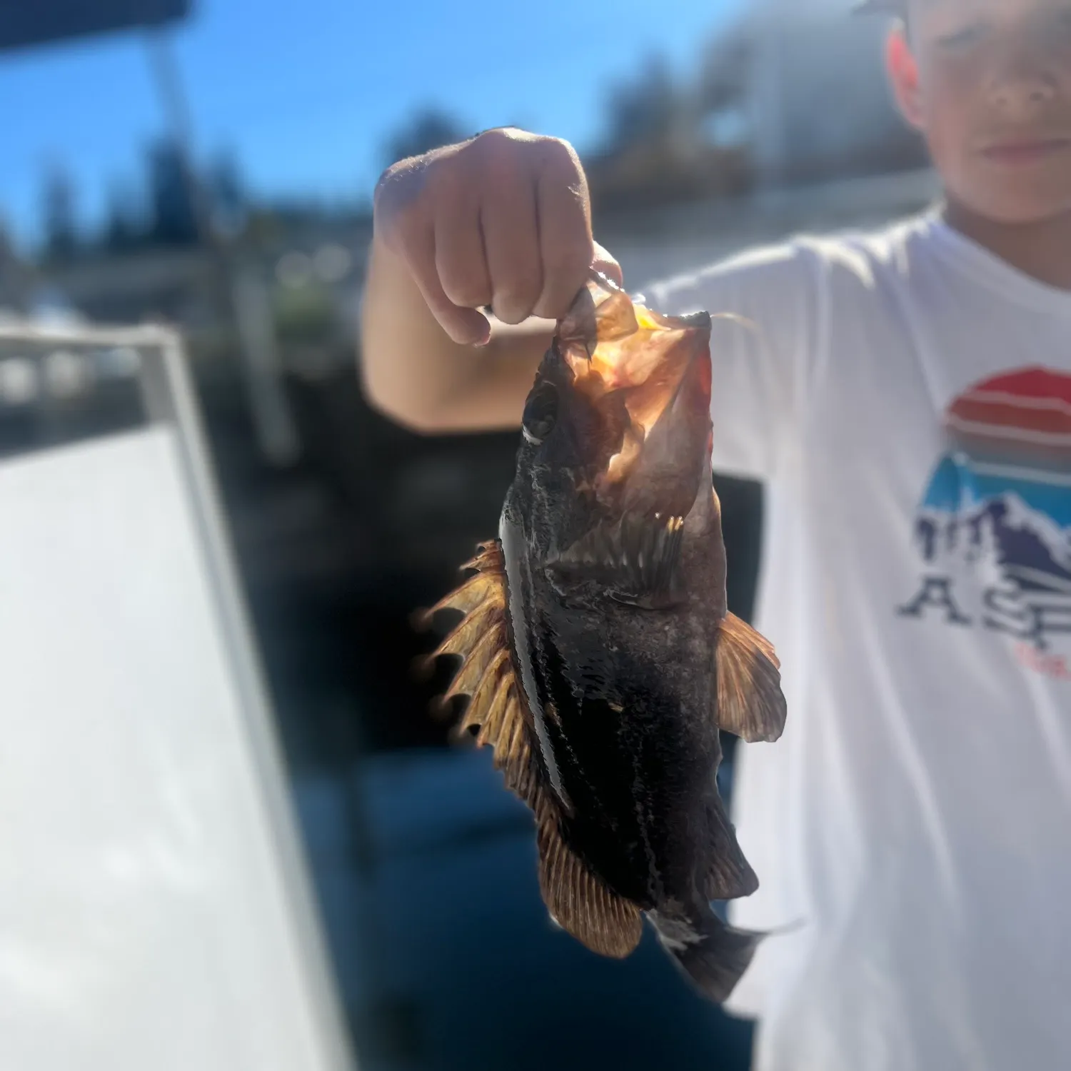 Grass rockfish caught on Fishbrain