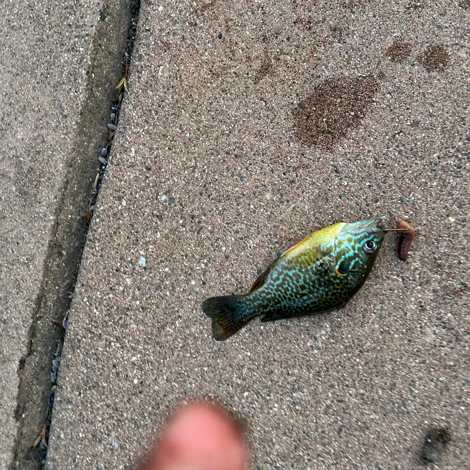 Greengill hybrid caught on Fishbrain
