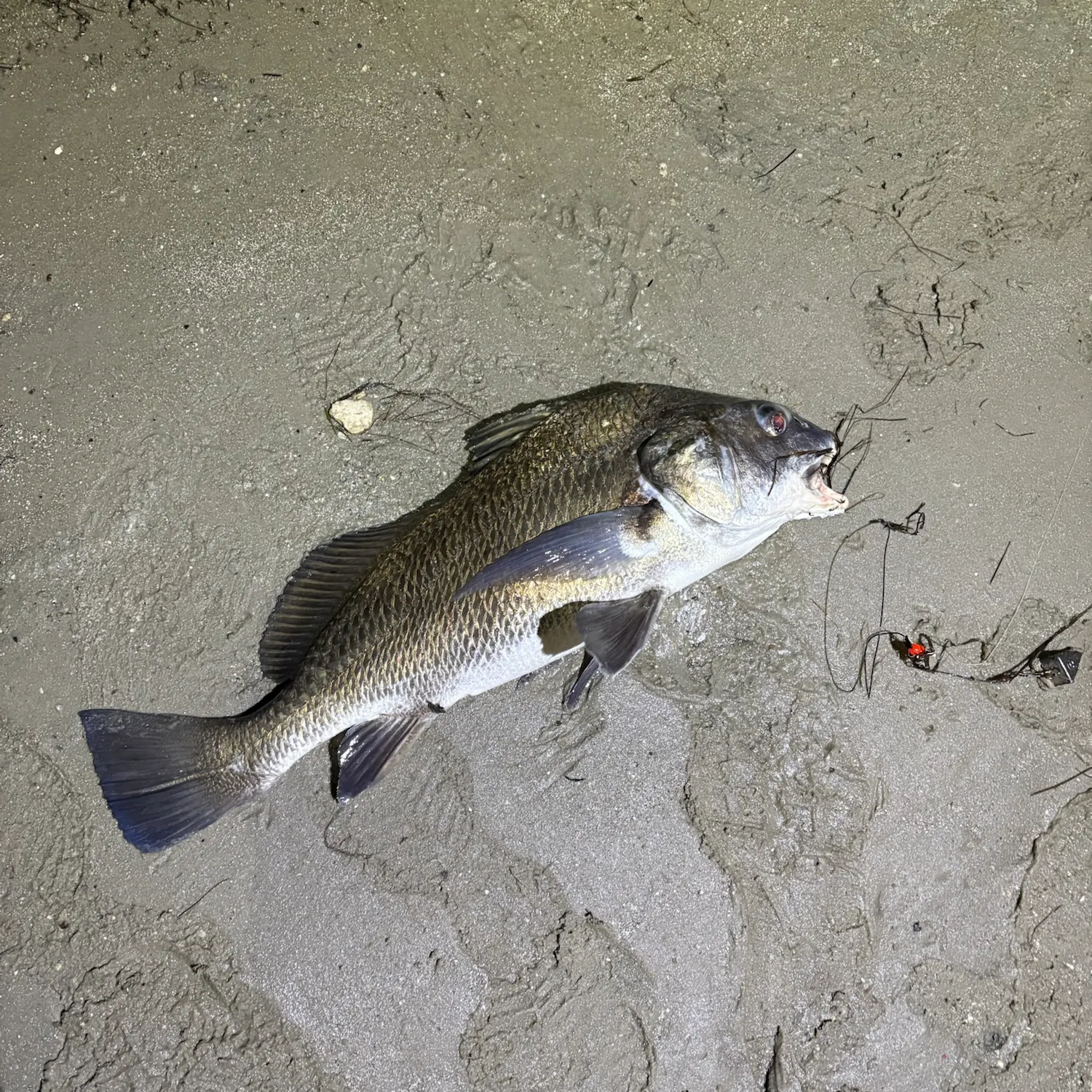 Black drum caught on Fishbrain