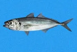 Chilean jack mackerel