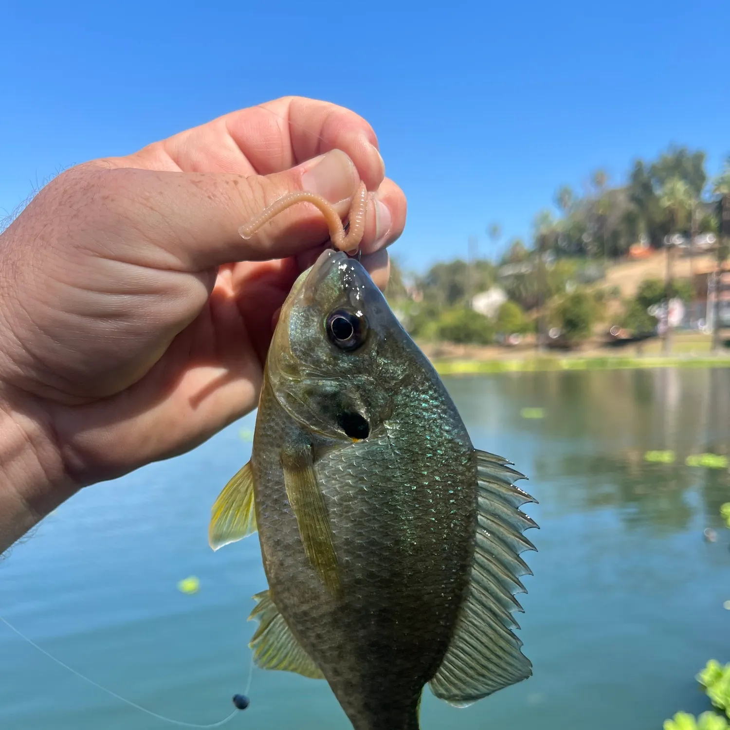 Bluegill caught on Fishbrain