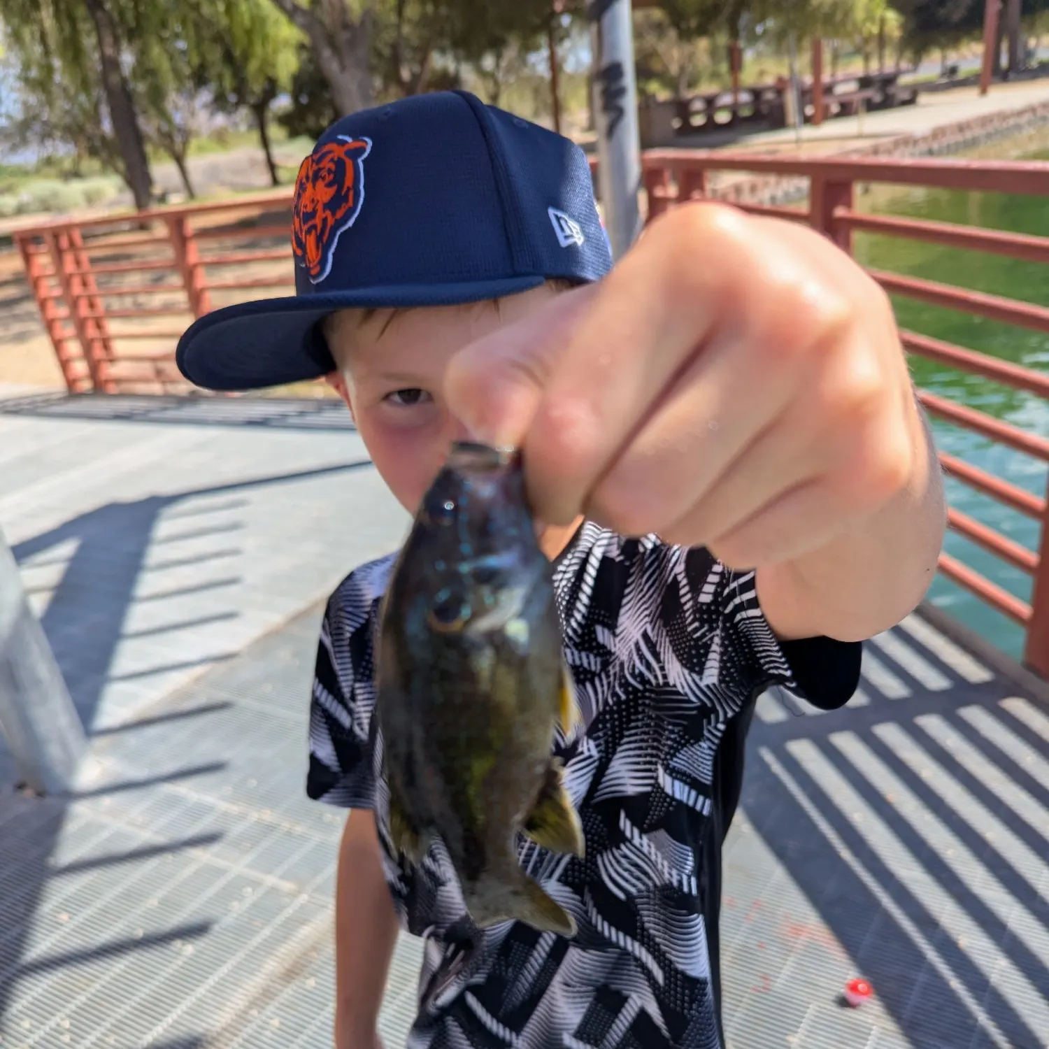 Greengill hybrid caught on Fishbrain
