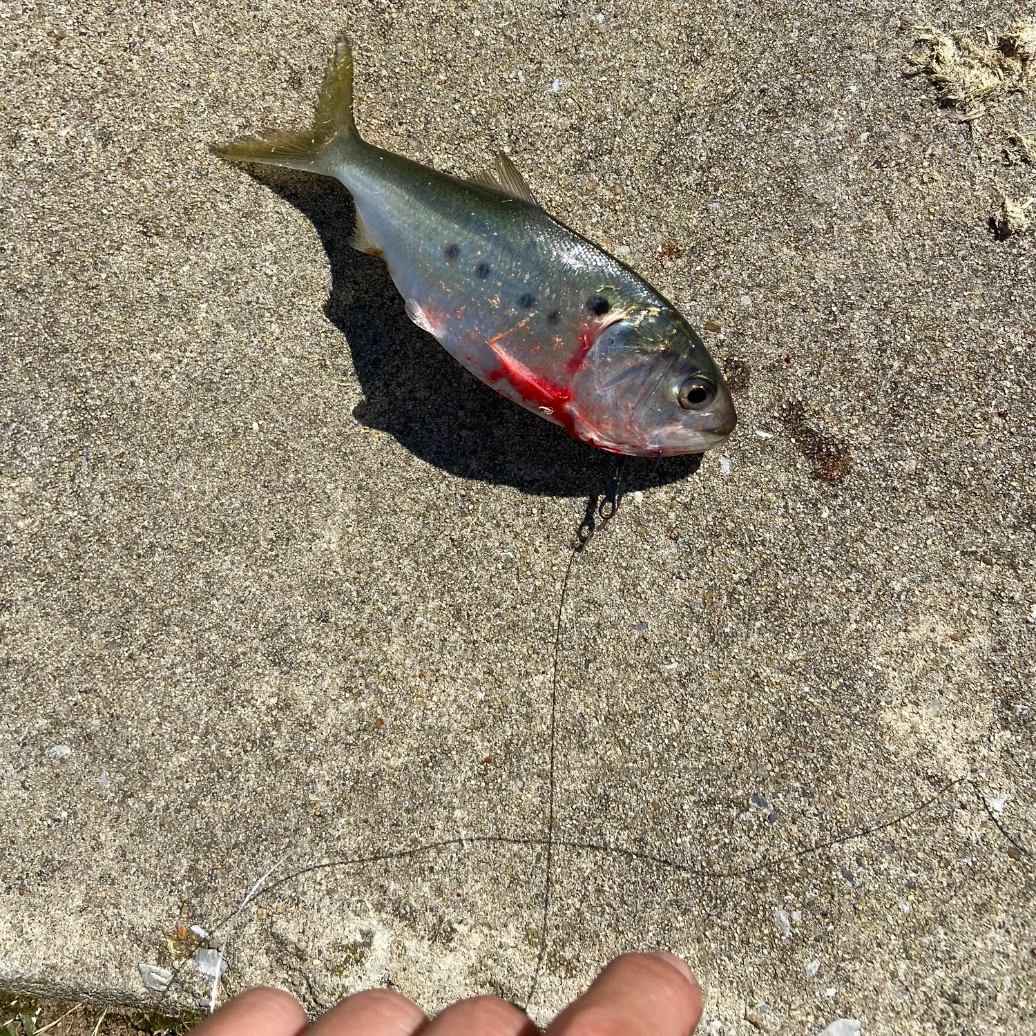 The most recent Gulf menhaden catches on Fishbrain