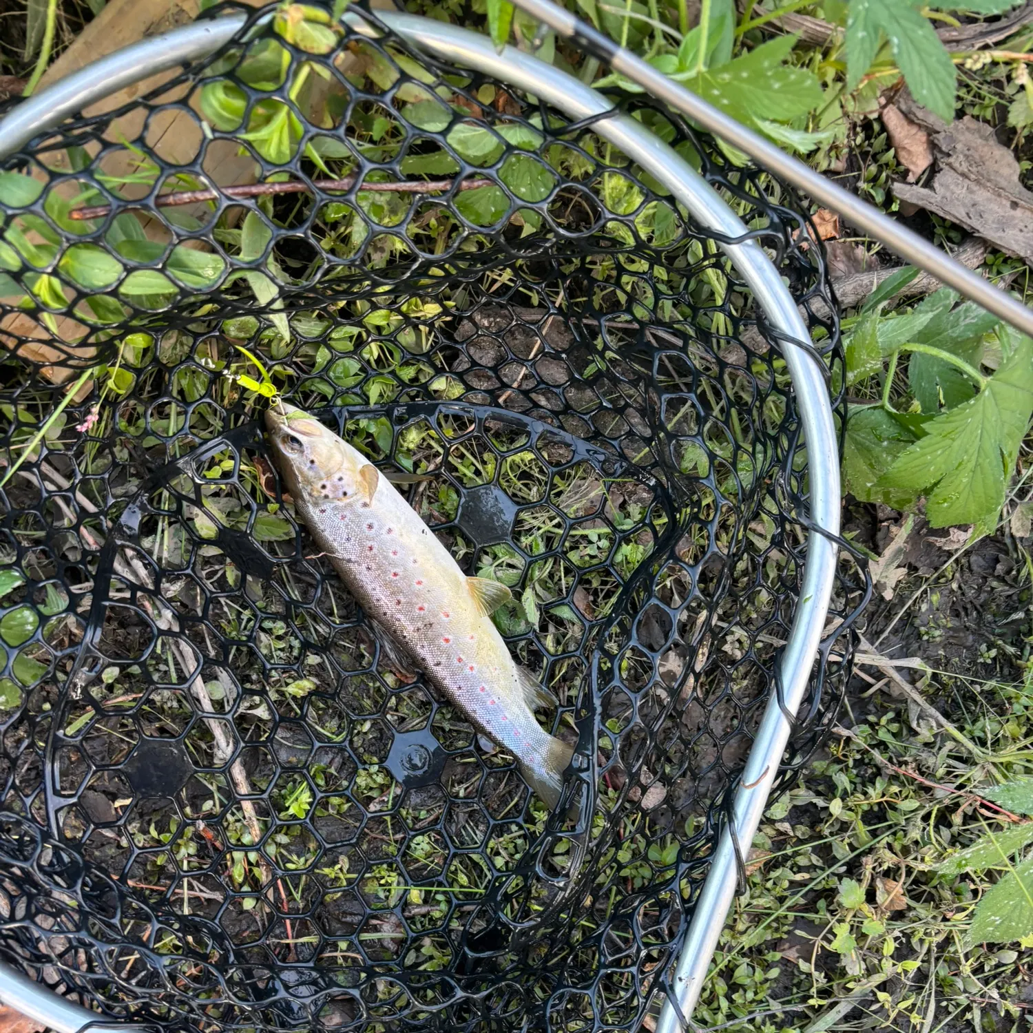 Brown trout caught on Fishbrain