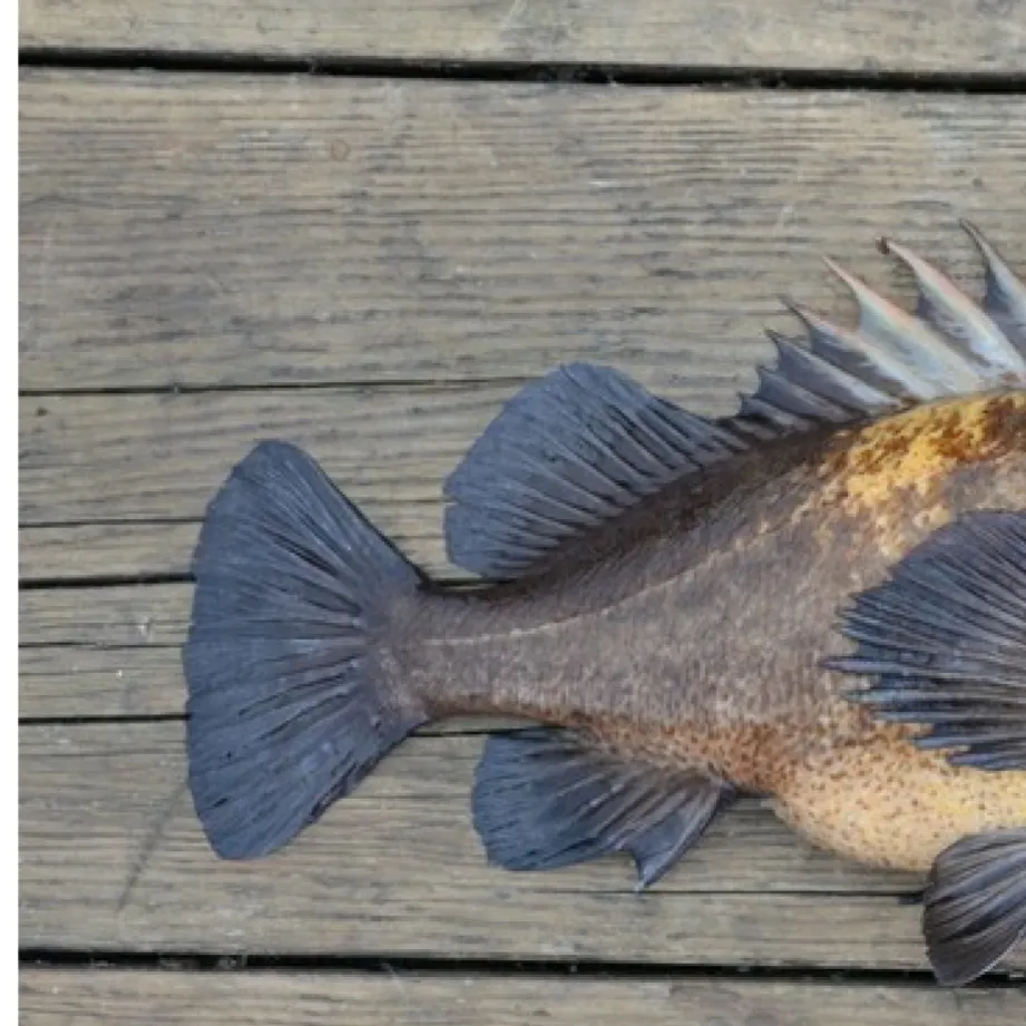 The most recent Quillback rockfish catches on Fishbrain