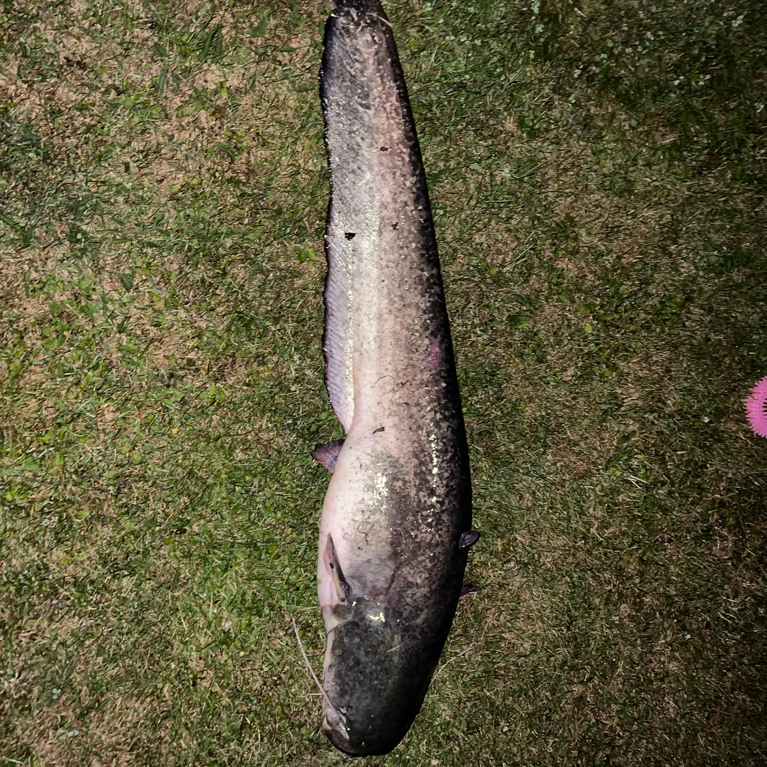 Wels catfish caught on Fishbrain
