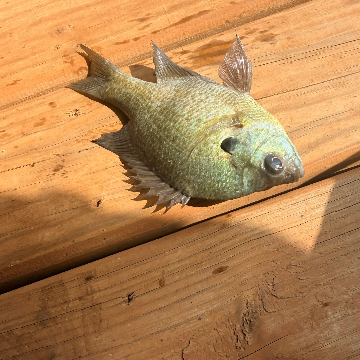 Bluegill caught on Fishbrain