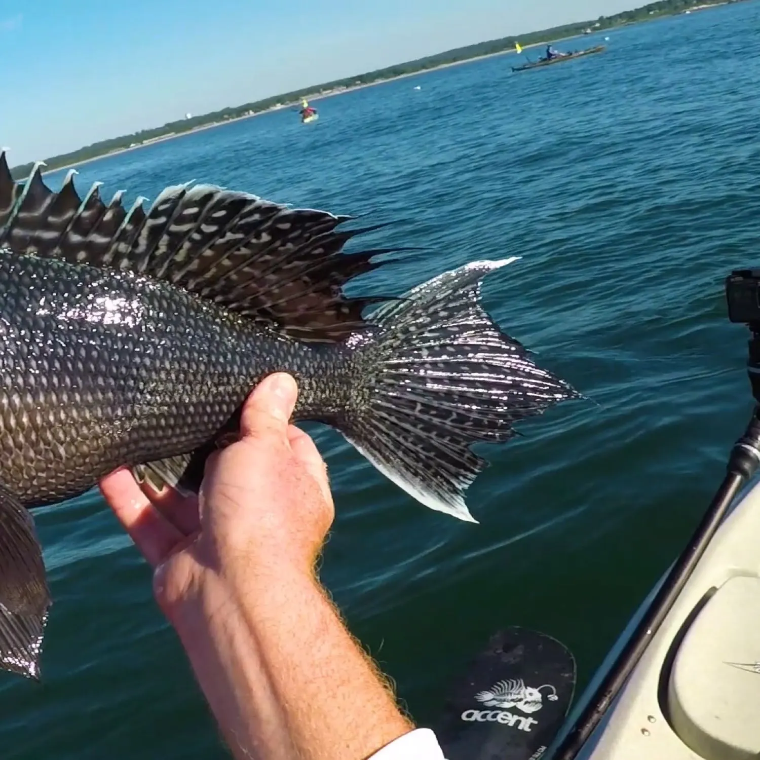 The most popular recent Black sea bass catch on Fishbrain