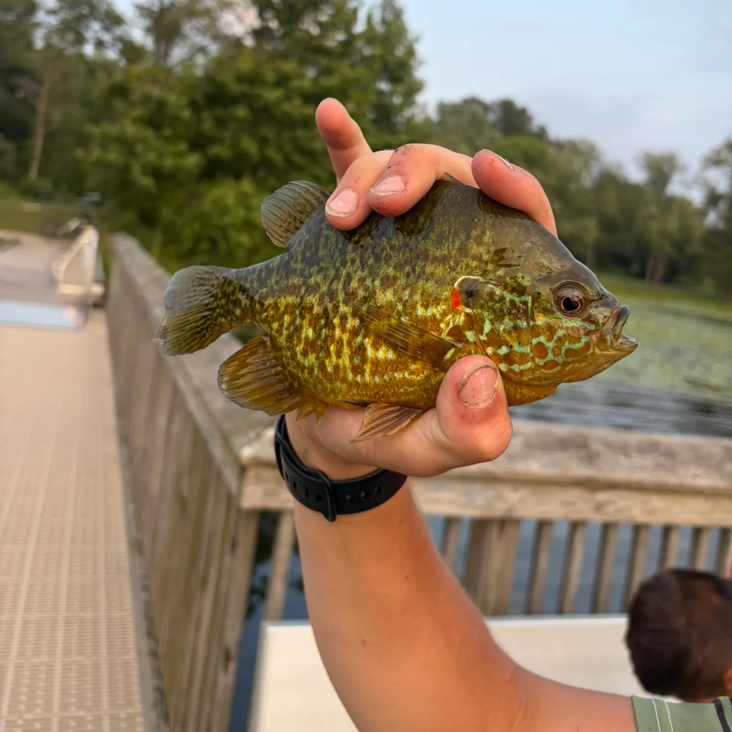 catch
