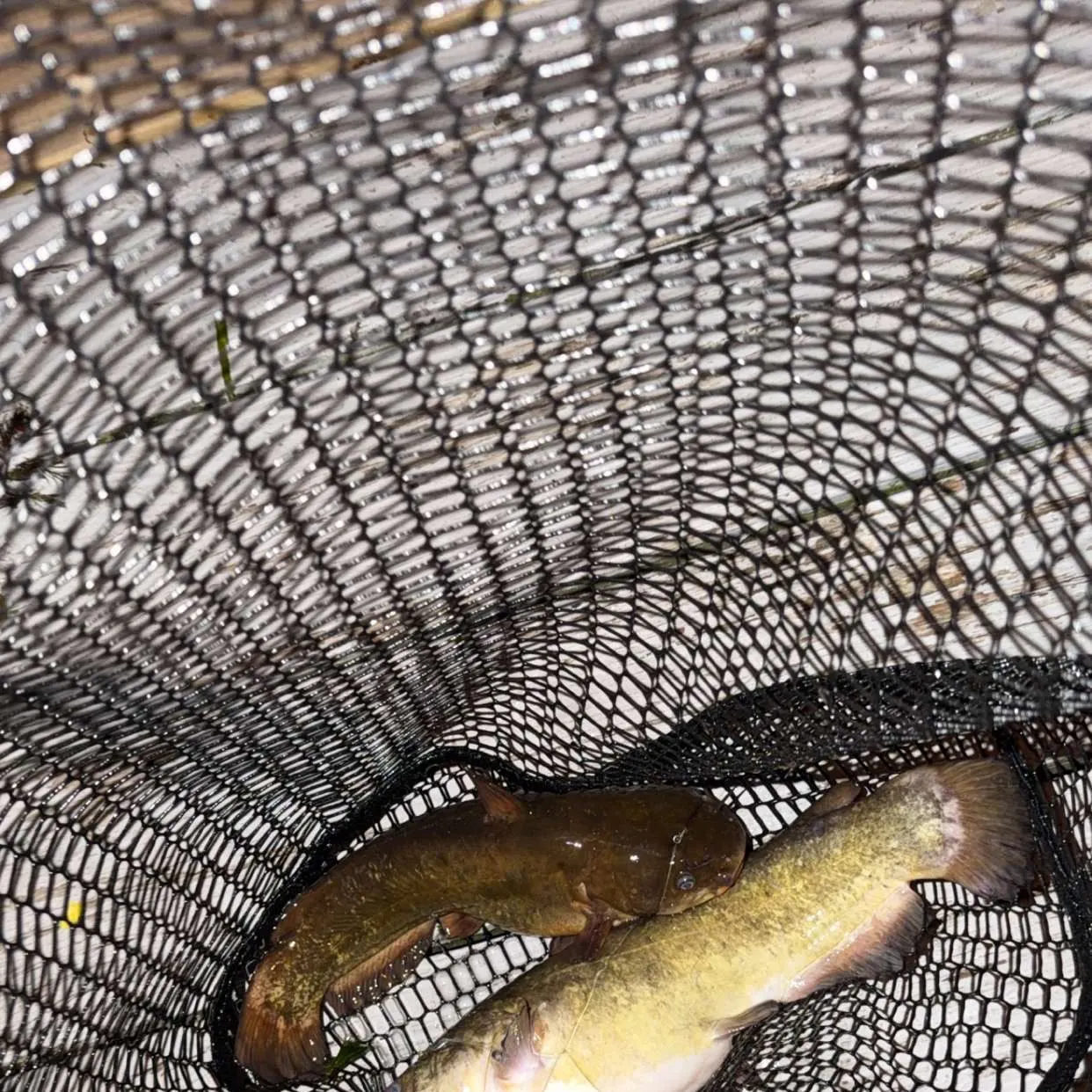 Yellow bullhead caught on Fishbrain