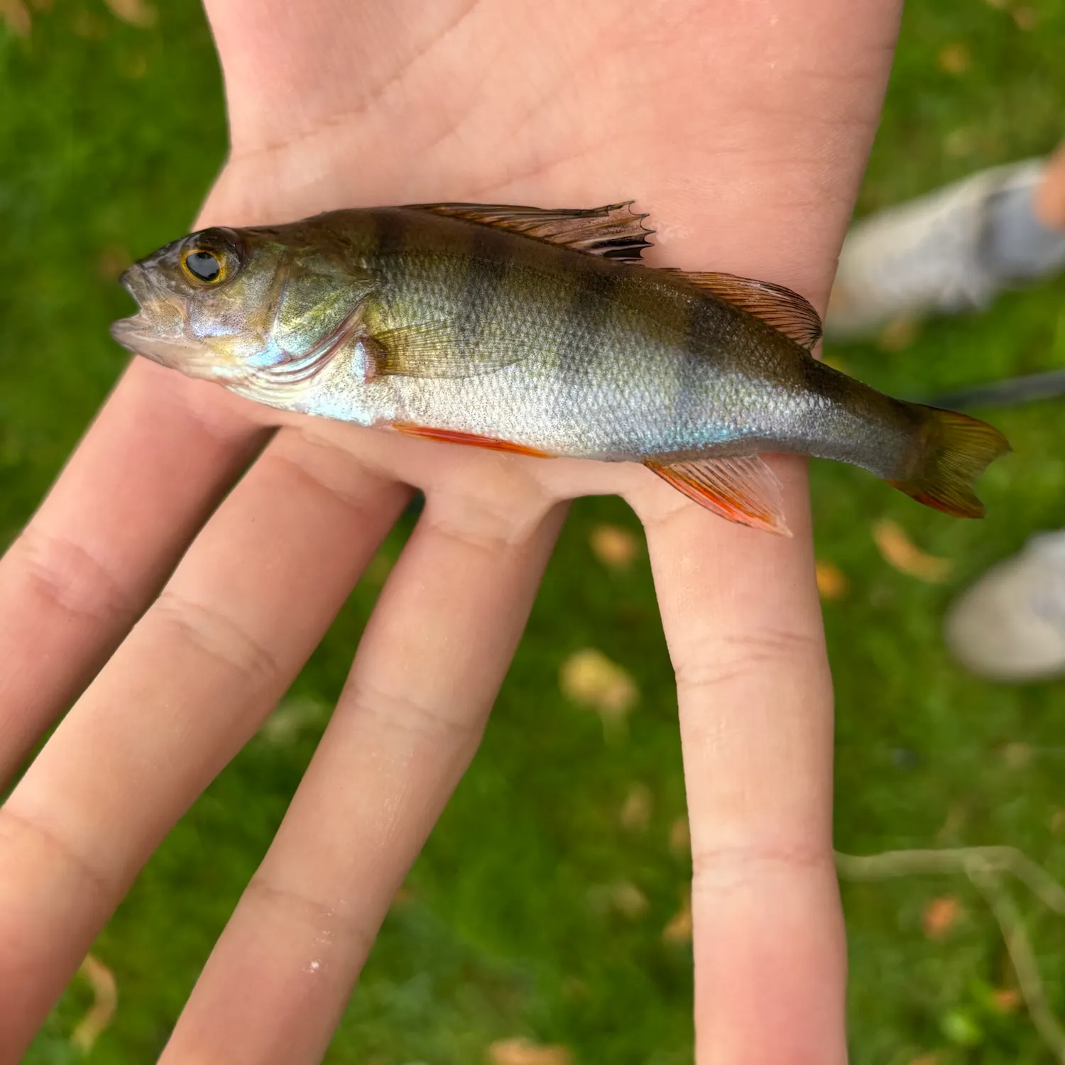 European perch caught on Fishbrain
