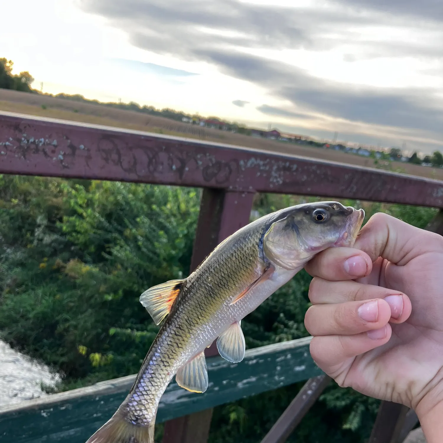 Creek chub caught on Fishbrain