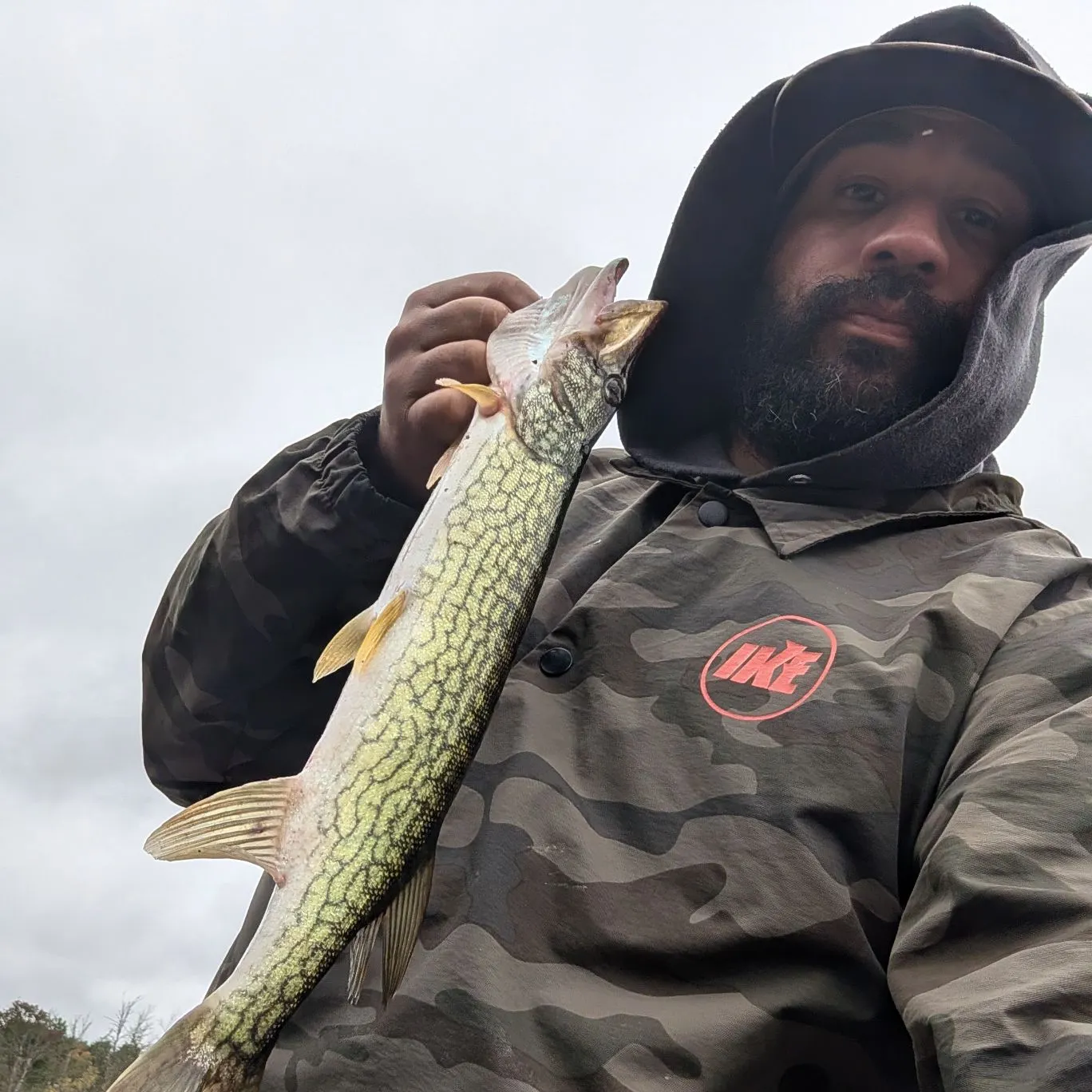 Chain pickerel caught on Fishbrain