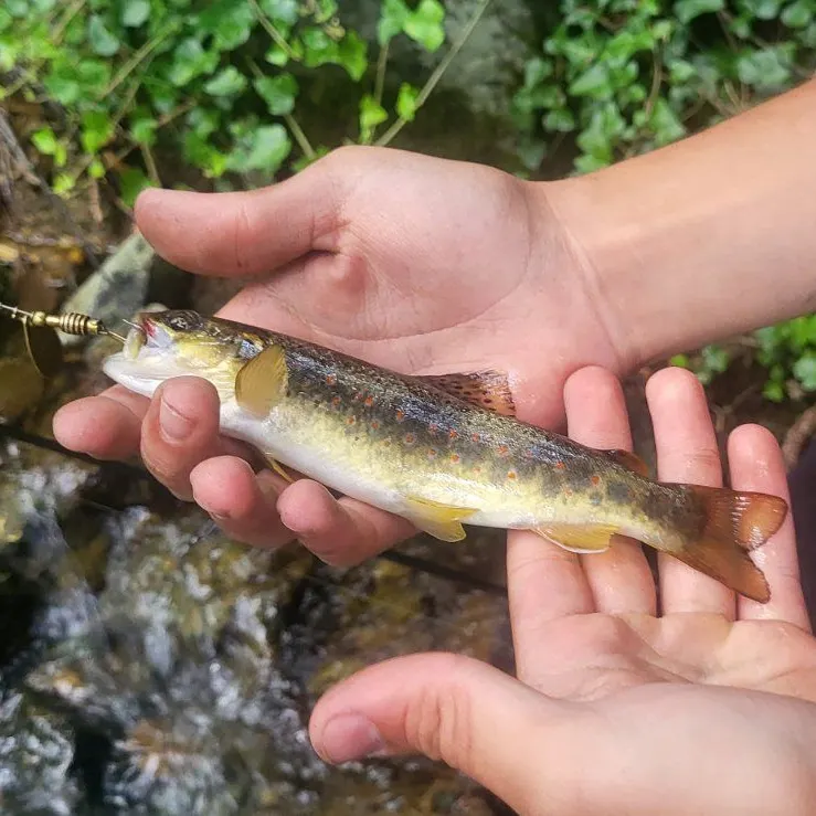 Brown trout caught on Fishbrain