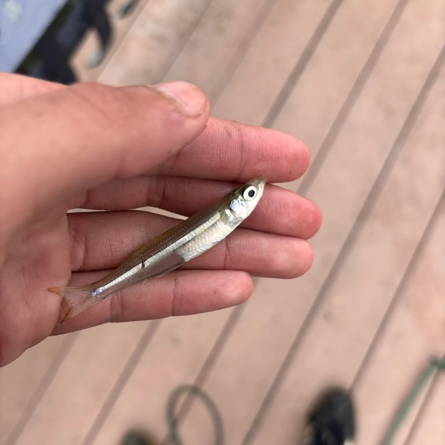 Bay anchovy caught on Fishbrain