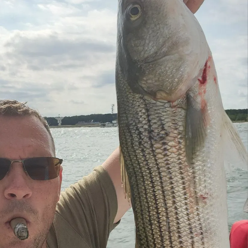 Striped bass caught on Fishbrain