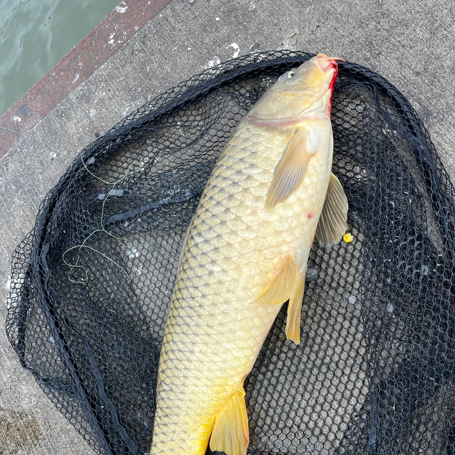 Common carp caught on Fishbrain