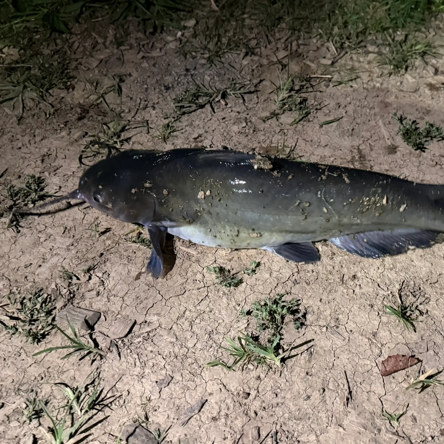 Channel catfish caught on Fishbrain