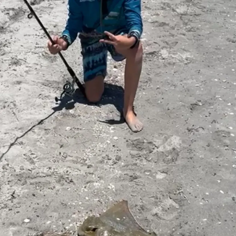 The most recent Common eagle ray catches on Fishbrain