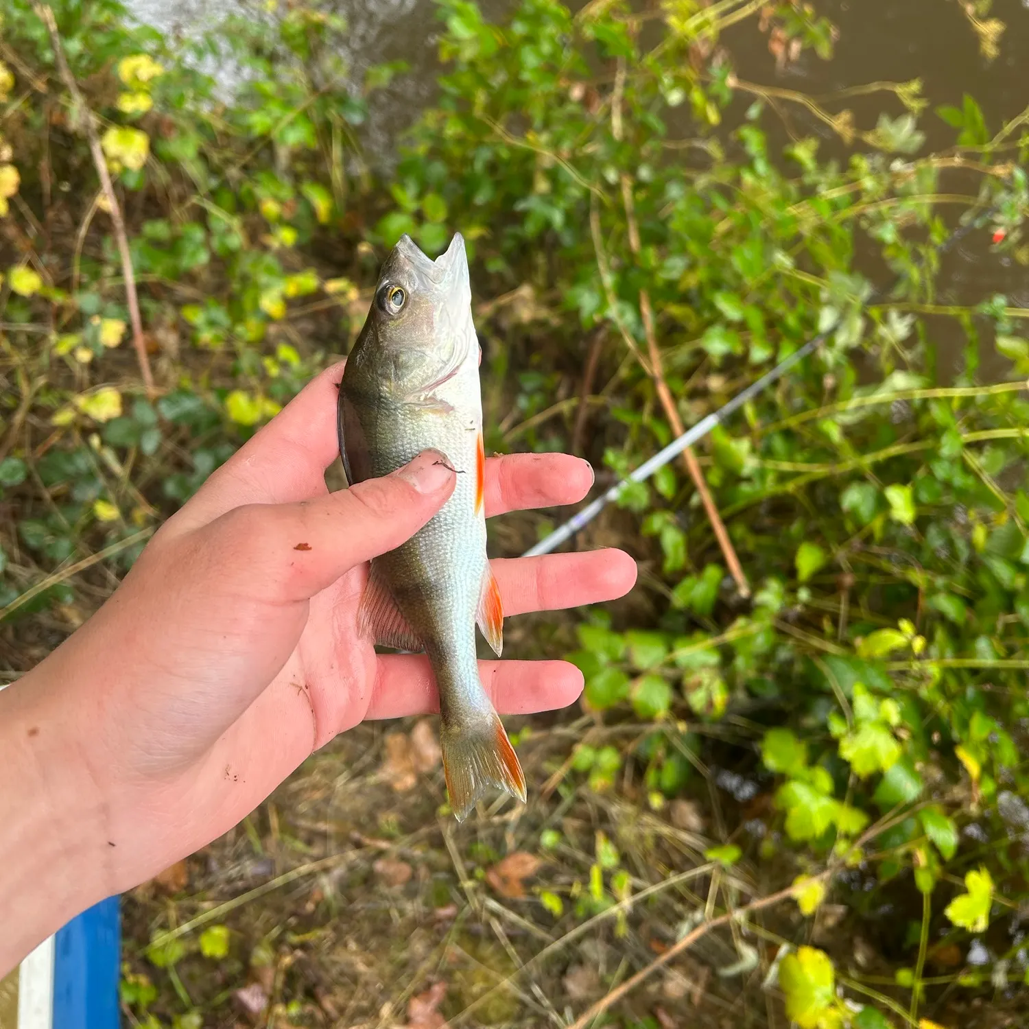 European perch caught on Fishbrain