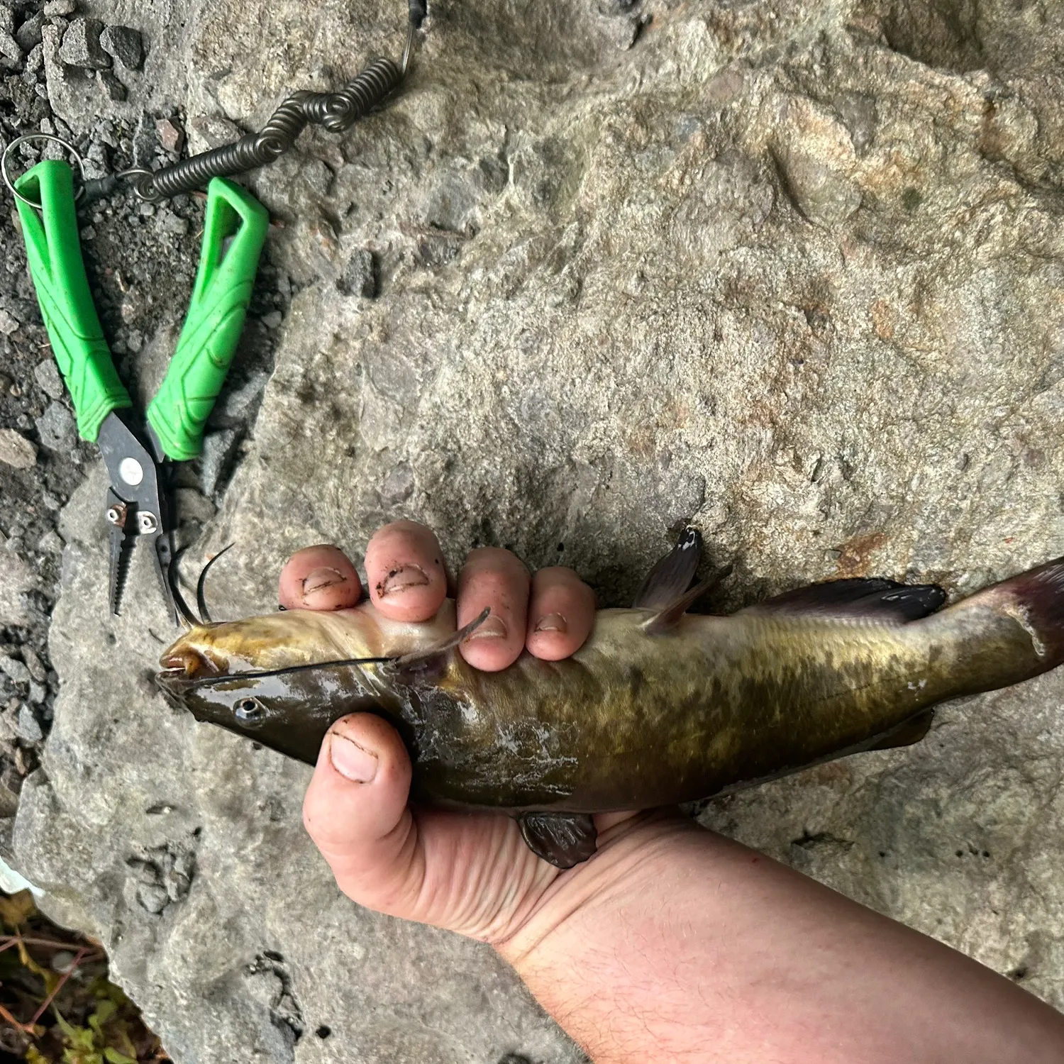 Brown bullhead caught on Fishbrain