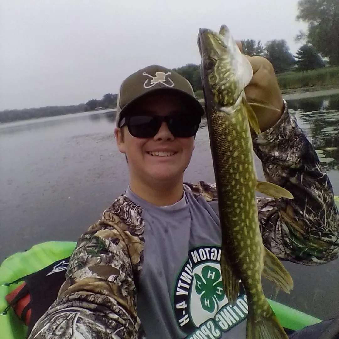 Northern pike caught on Fishbrain