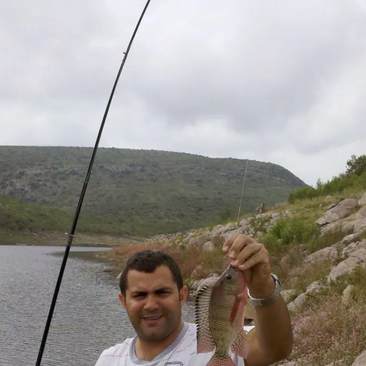 The most recent Redbreast tilapia catches on Fishbrain