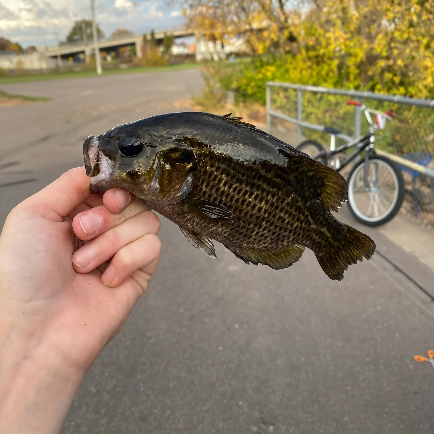 Rock bass caught on Fishbrain