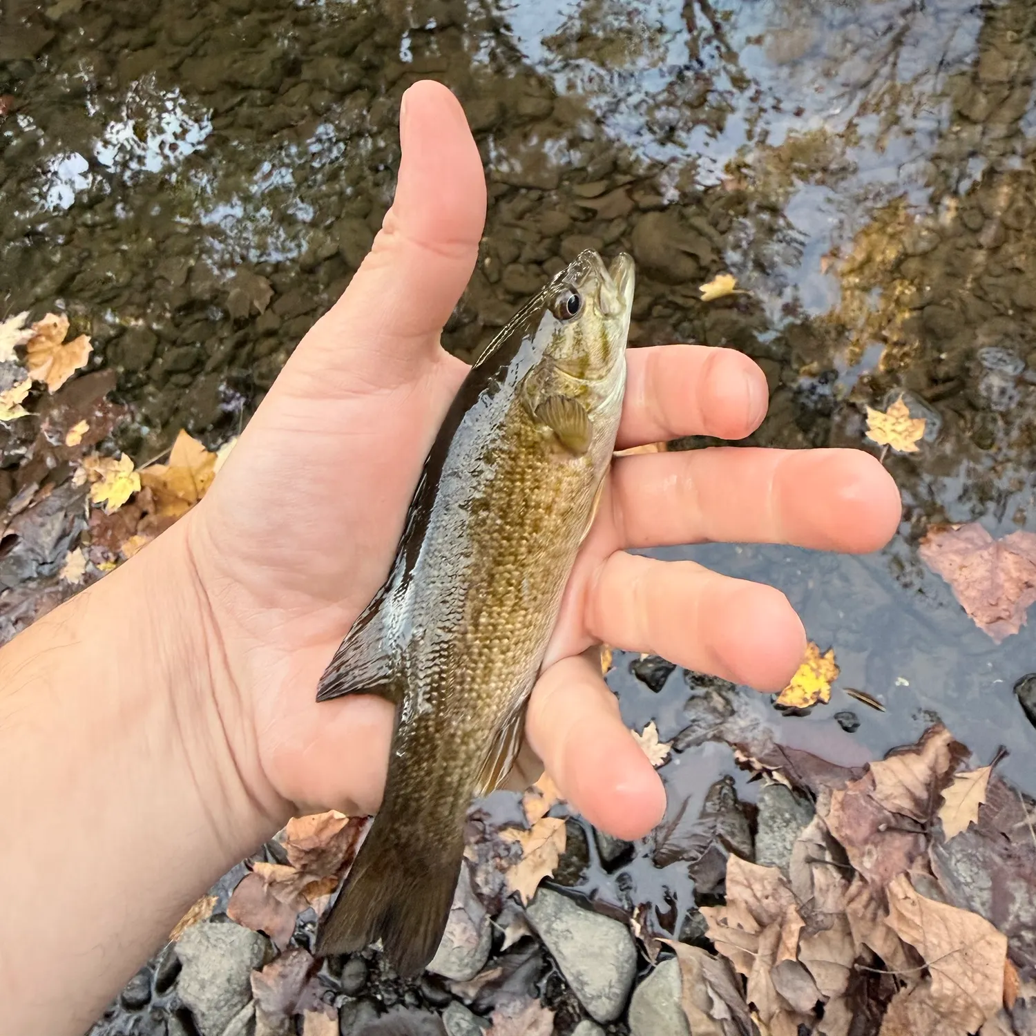 Smallmouth bass caught on Fishbrain