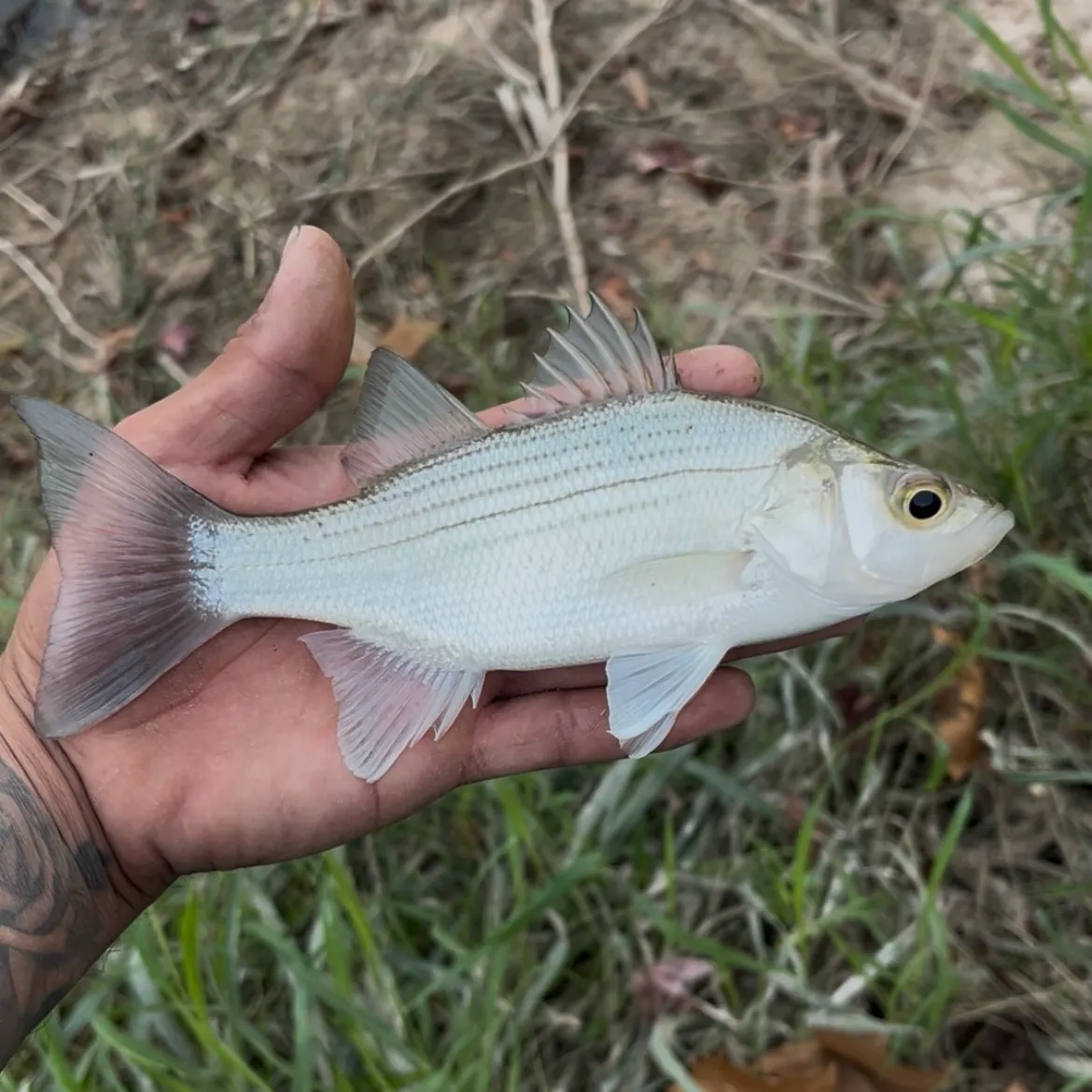 The most recent White bass catches on Fishbrain