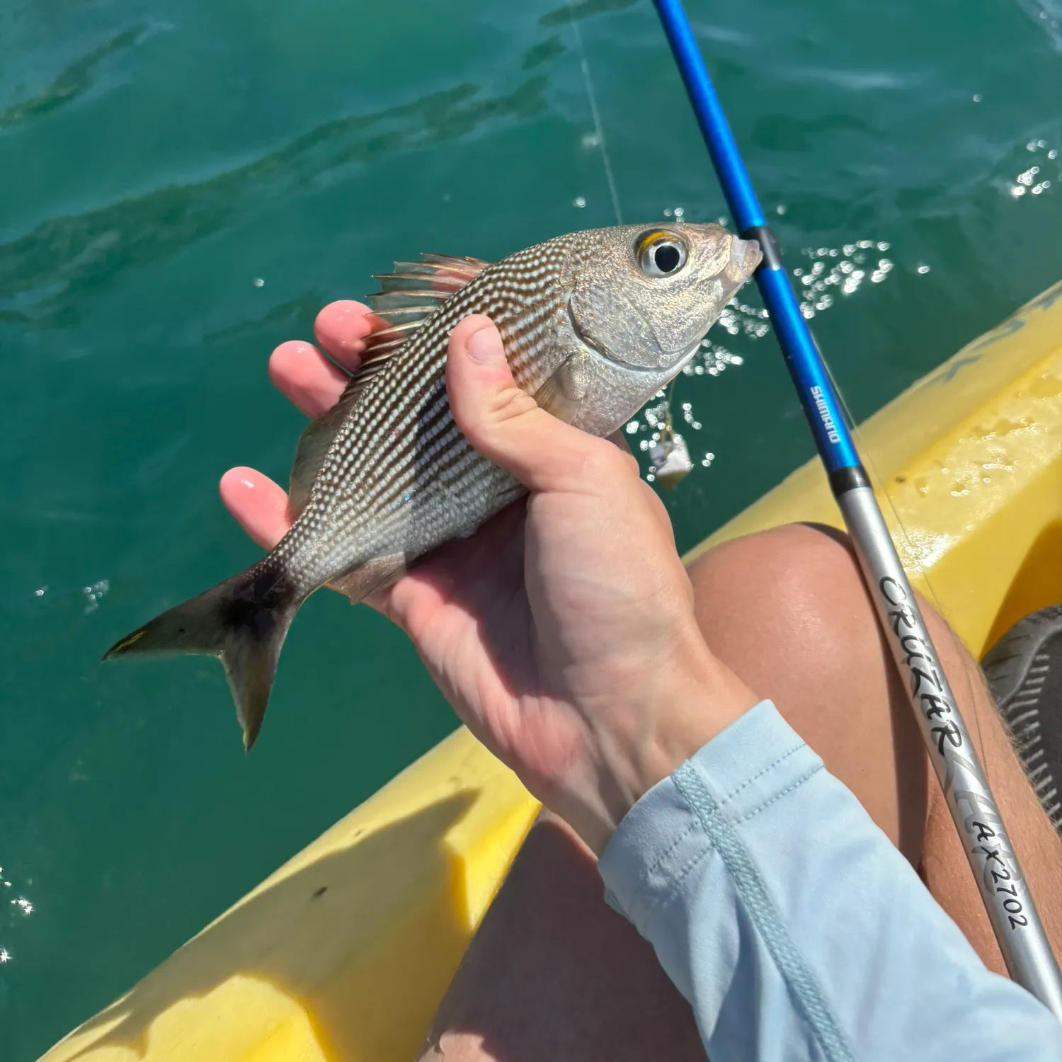 The most recent Reef croaker catches on Fishbrain