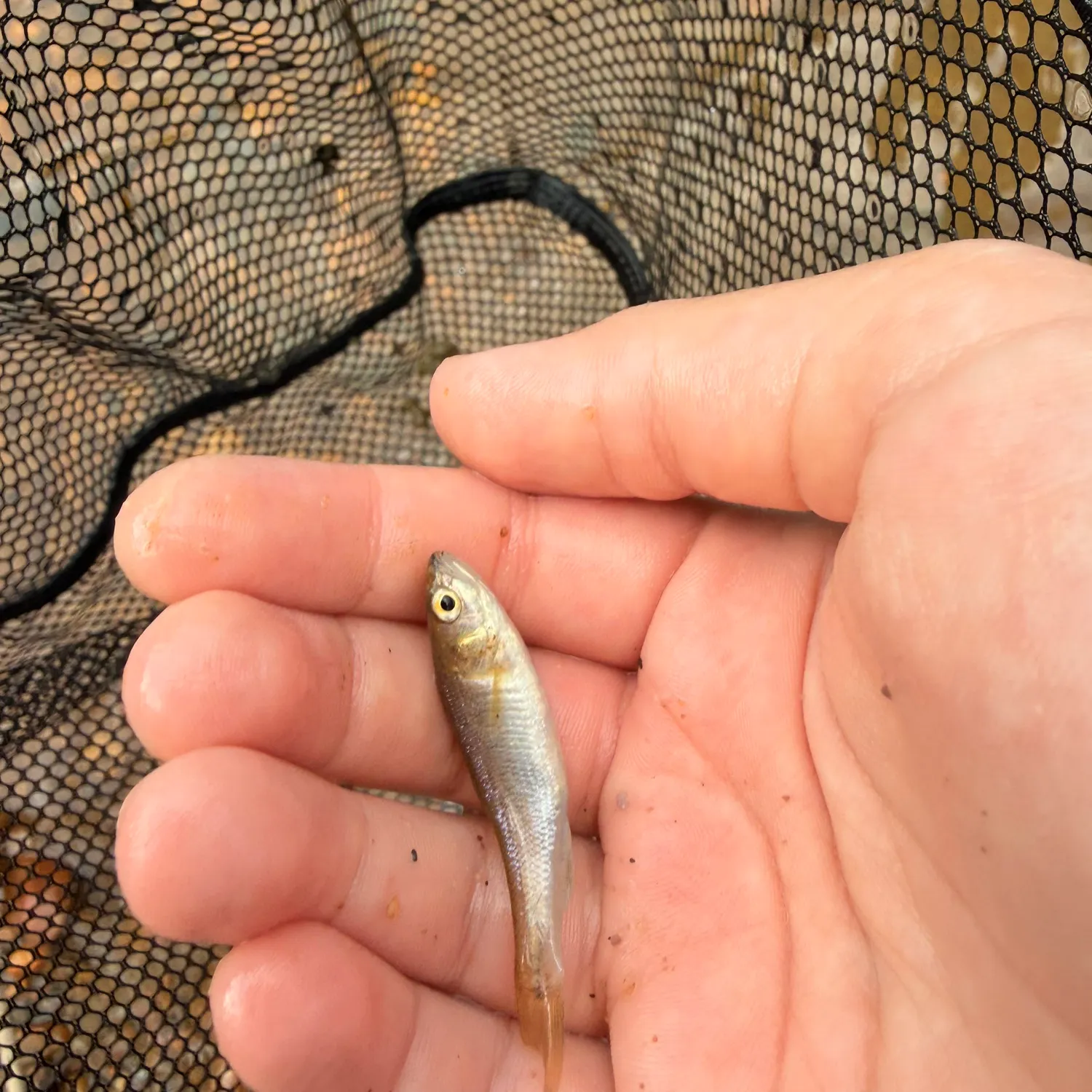Spotfin shiner caught on Fishbrain