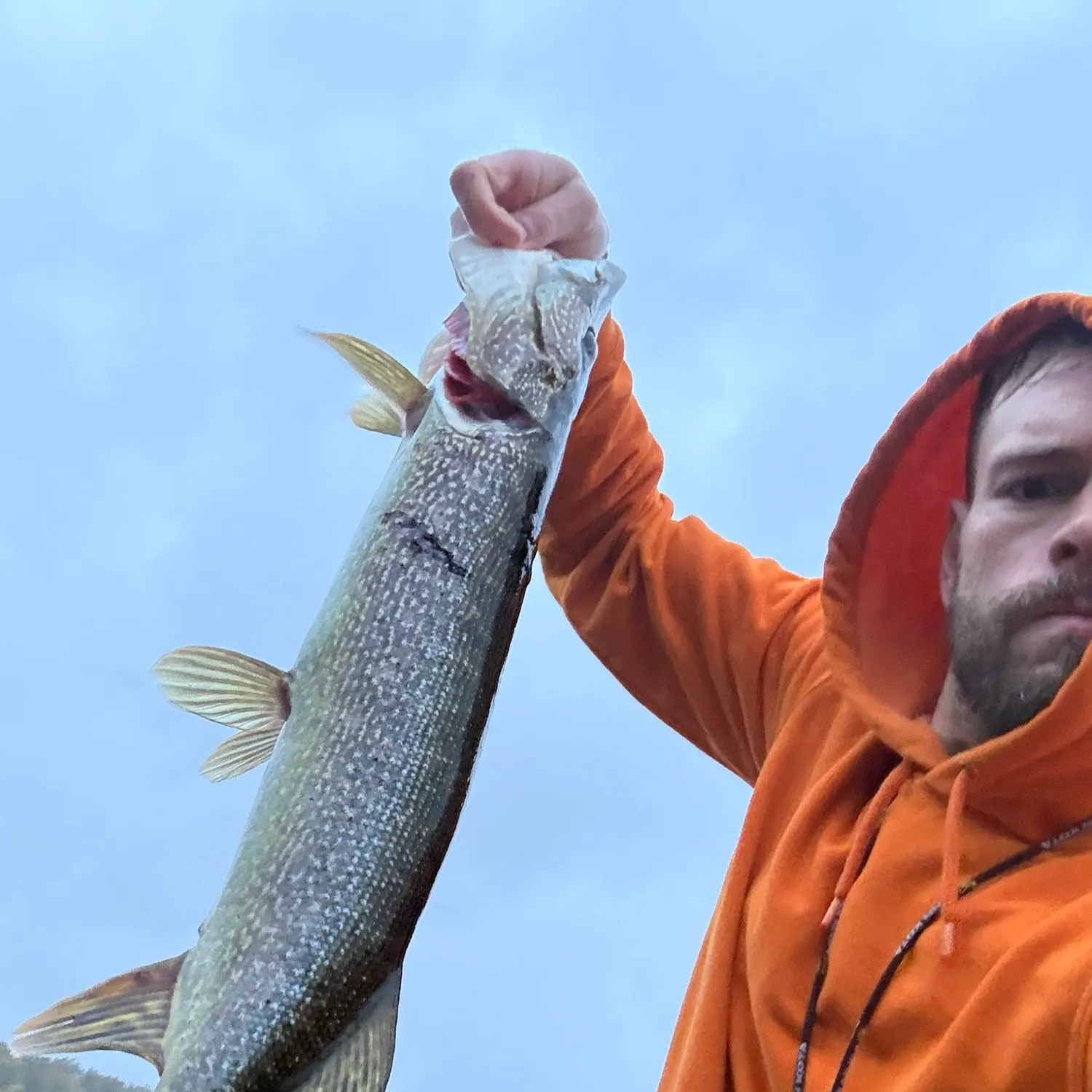 Northern pike caught on Fishbrain