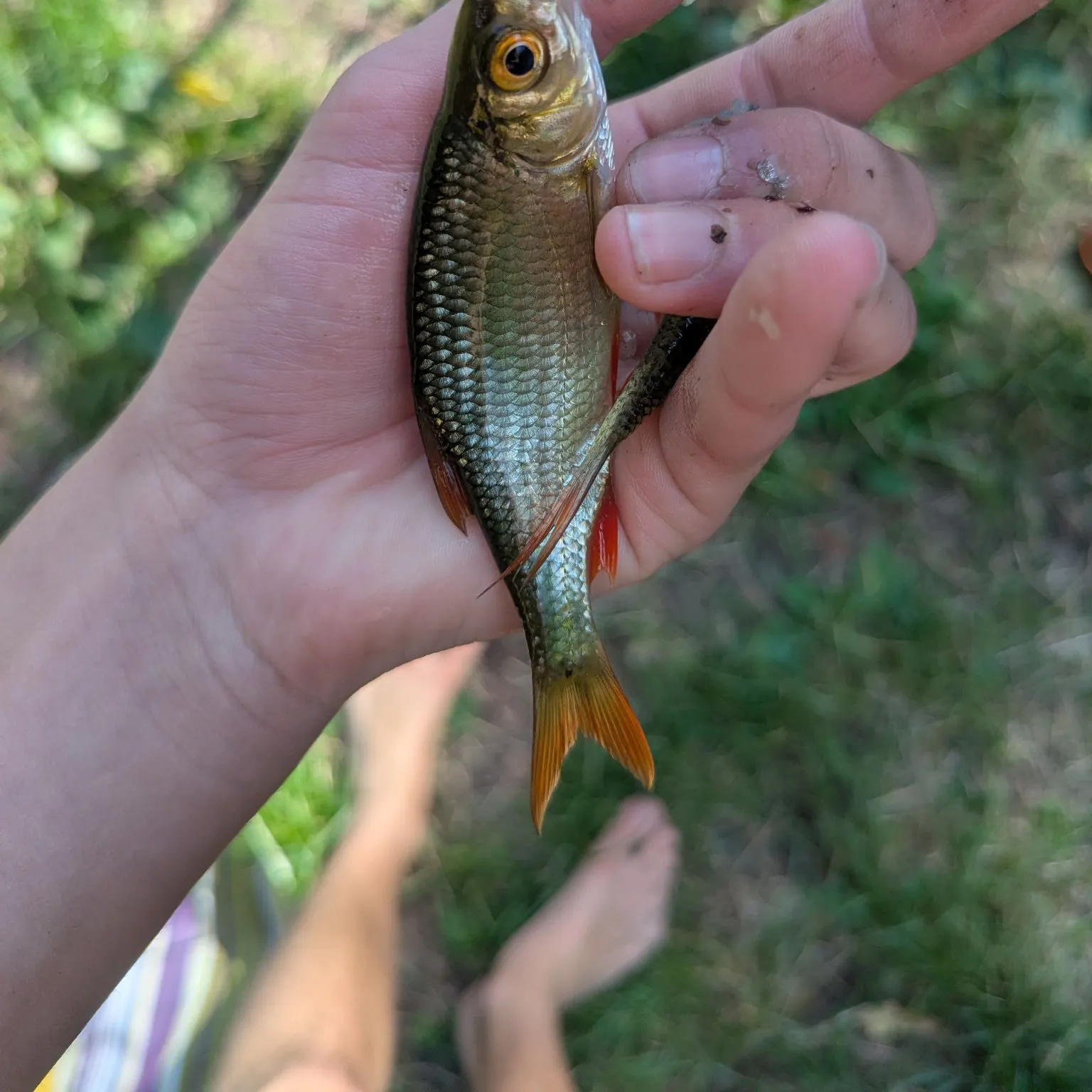 Common rudd caught on Fishbrain