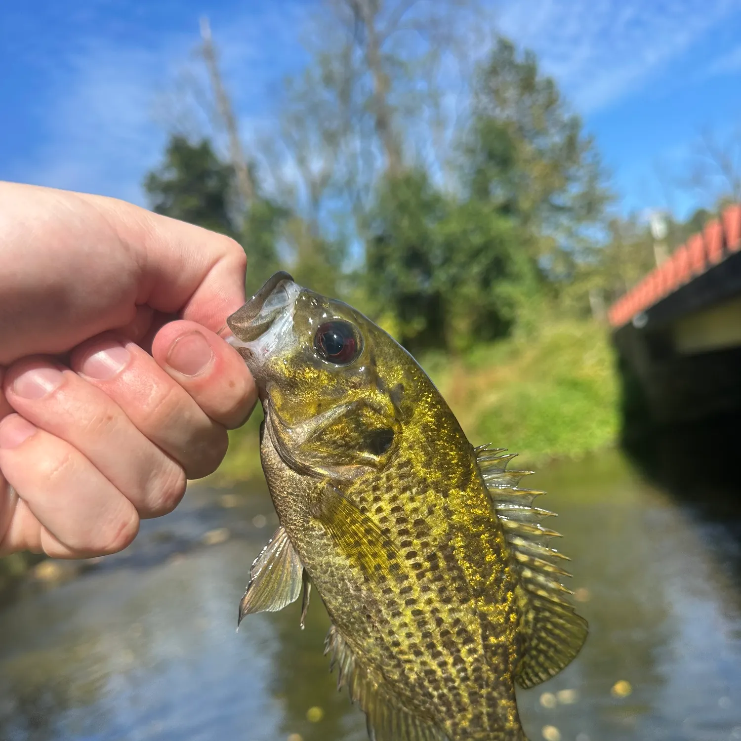 Rock bass caught on Fishbrain