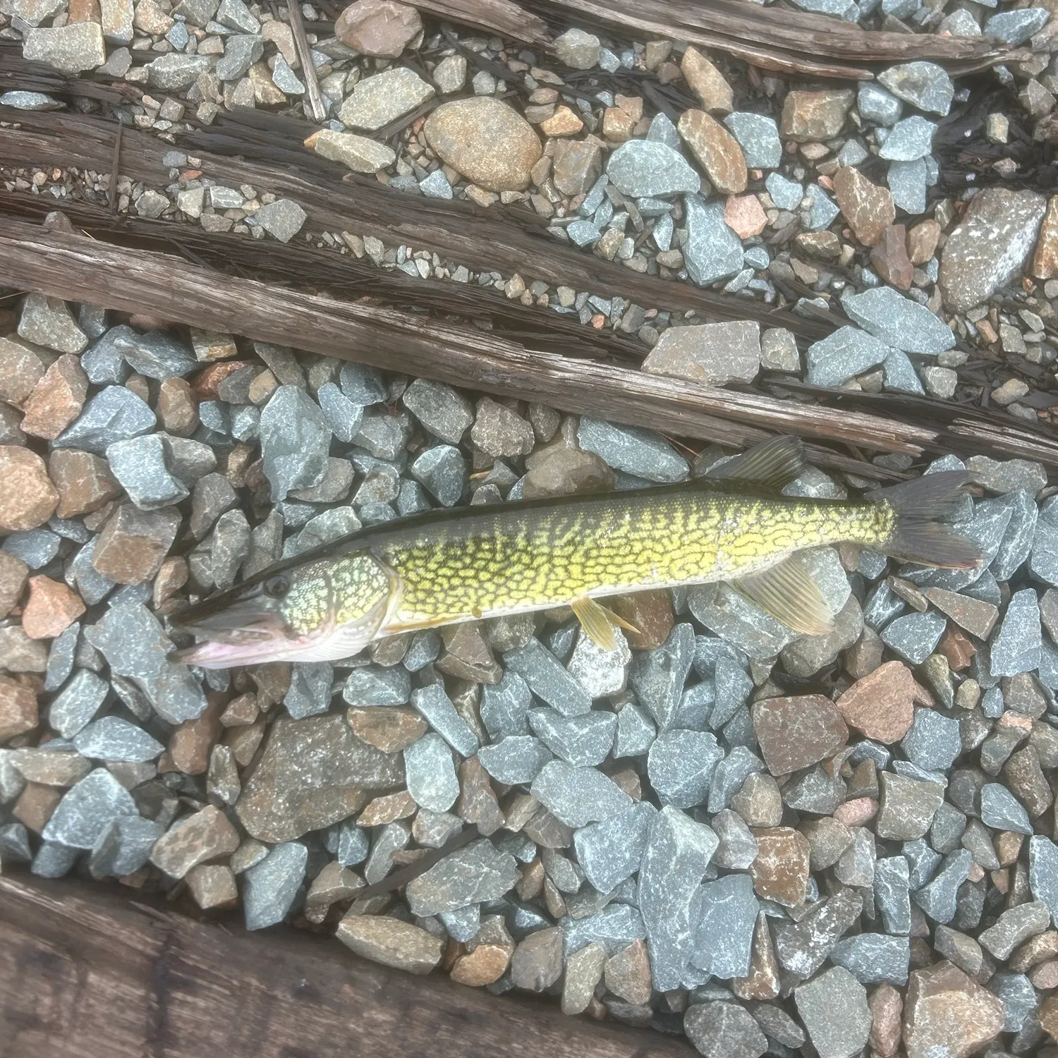 Chain pickerel caught on Fishbrain