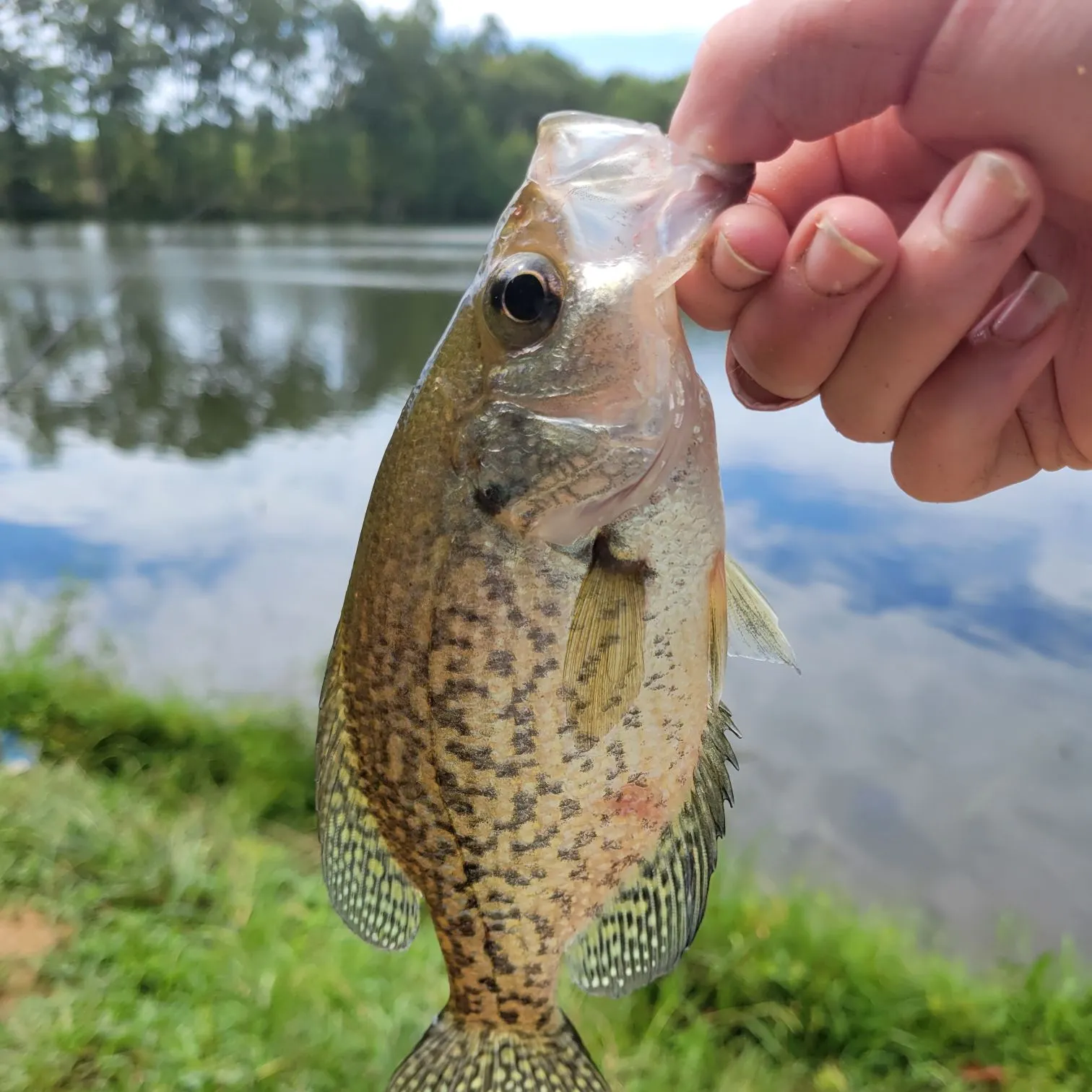 Black crappie caught on Fishbrain
