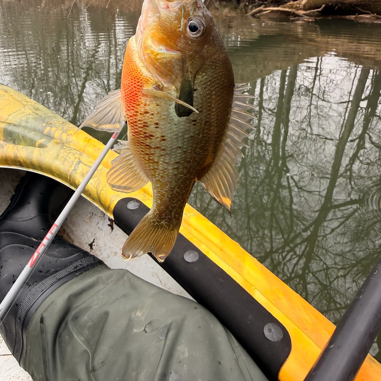 The most recent Redbreast sunfish catches on Fishbrain