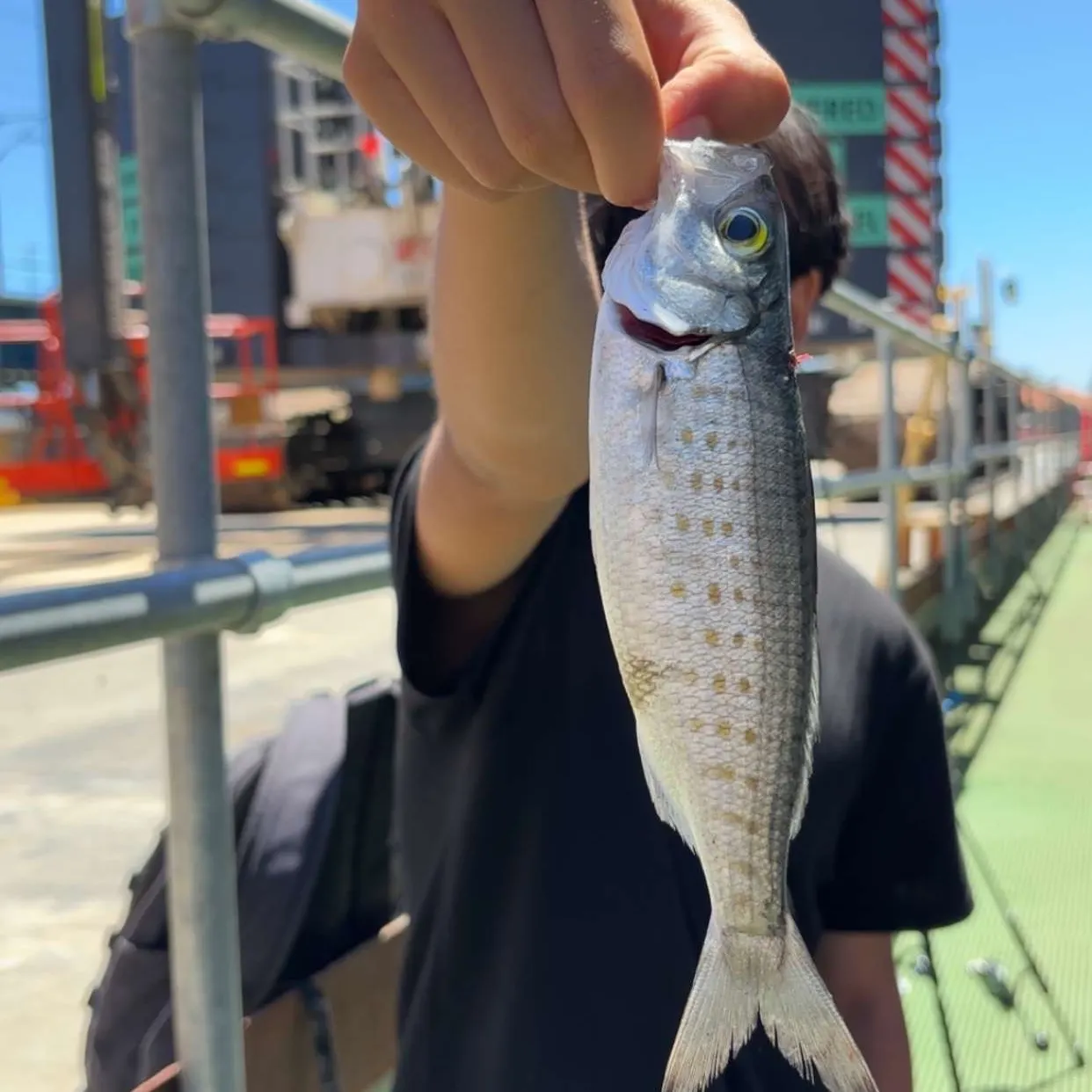 The most recent Atlantic herring catches on Fishbrain