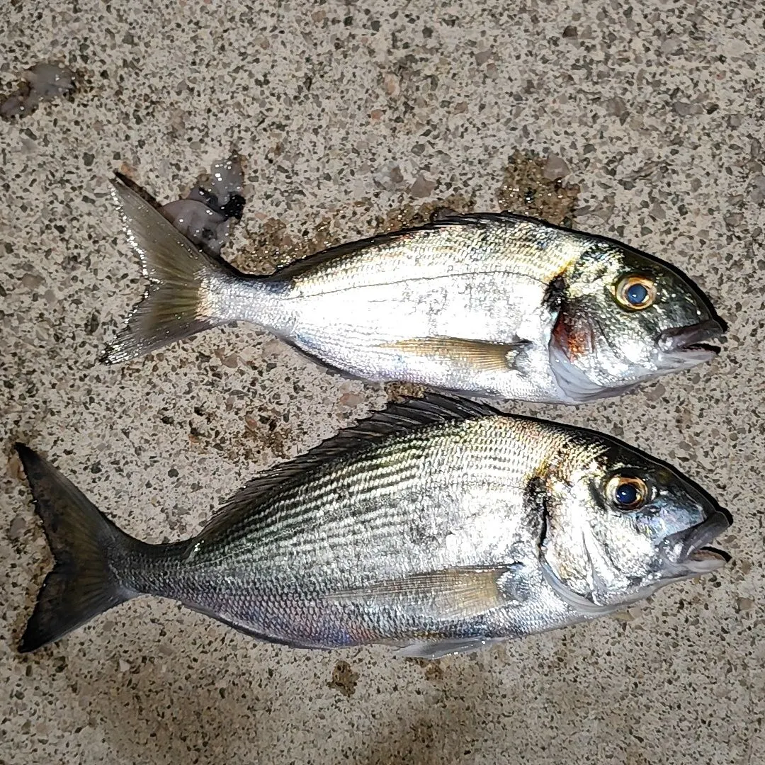 The most recent Gilthead seabream catches on Fishbrain