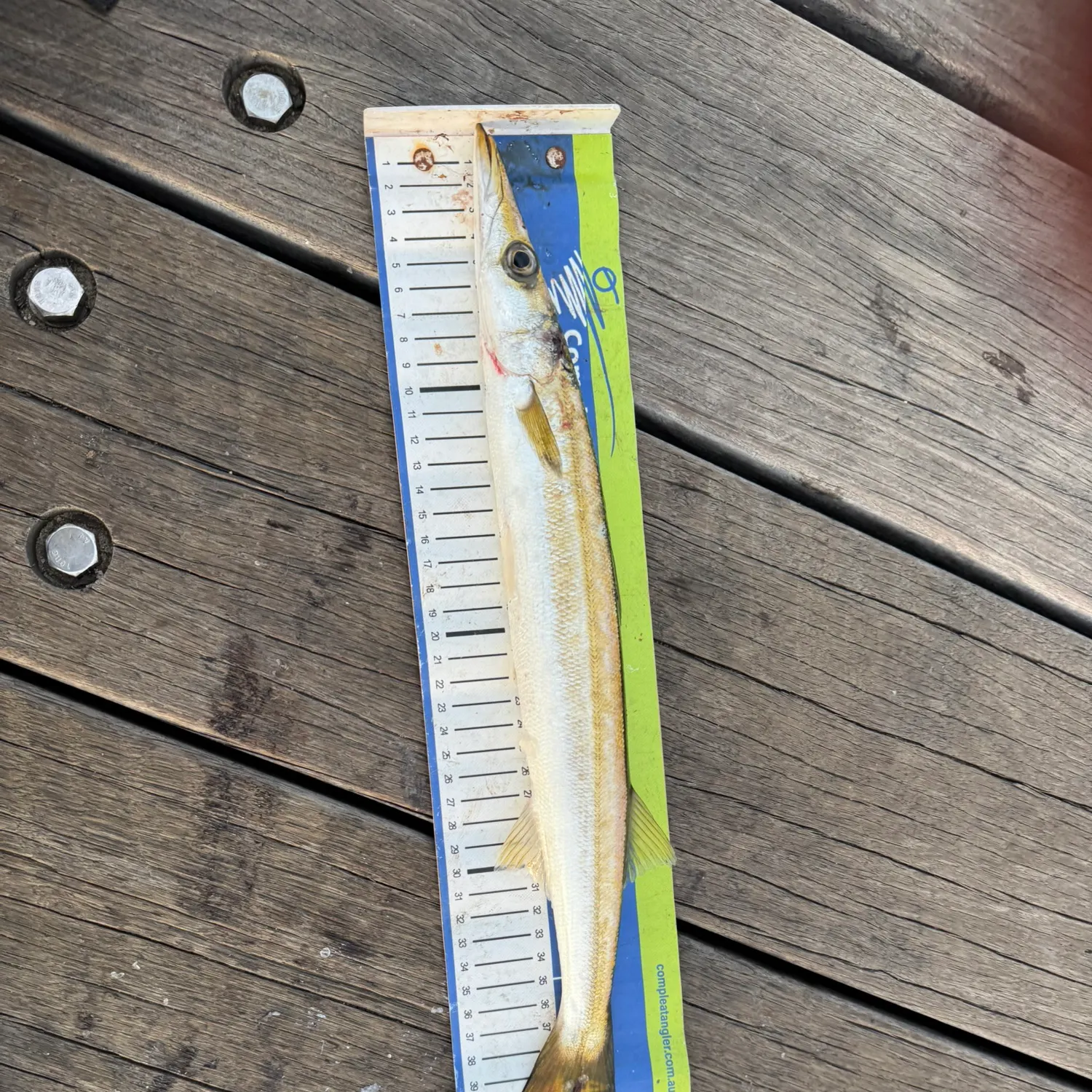 The most recent Australian barracuda catches on Fishbrain