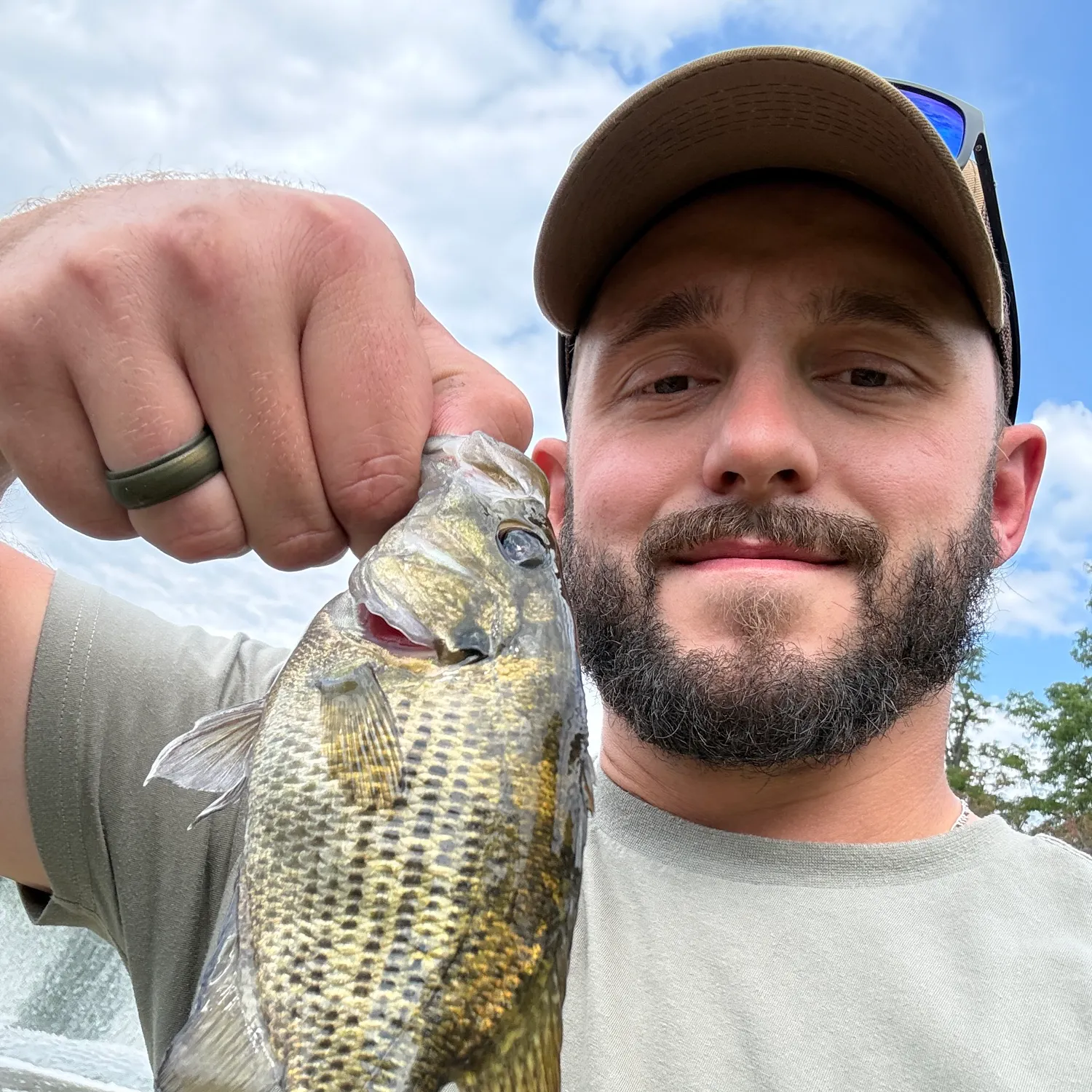 Rock bass caught on Fishbrain