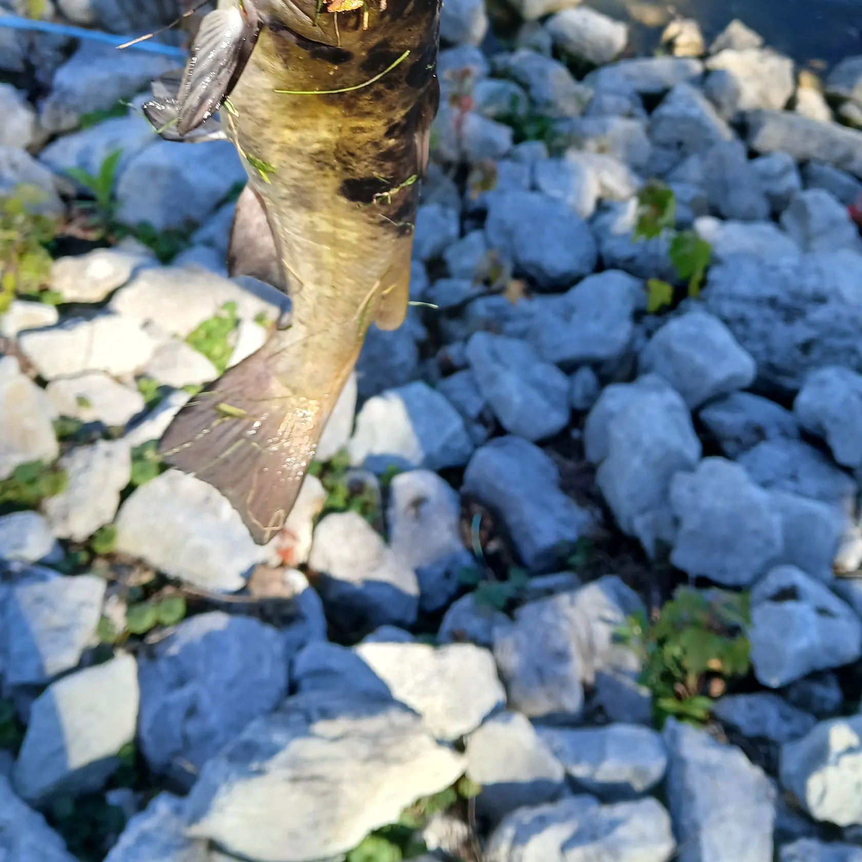 Brown bullhead caught on Fishbrain